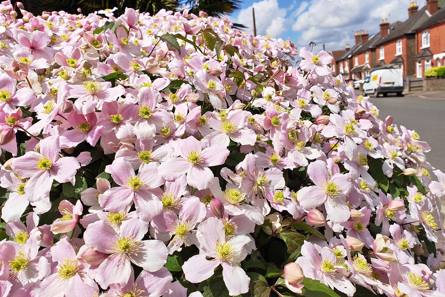 Pink Flowers