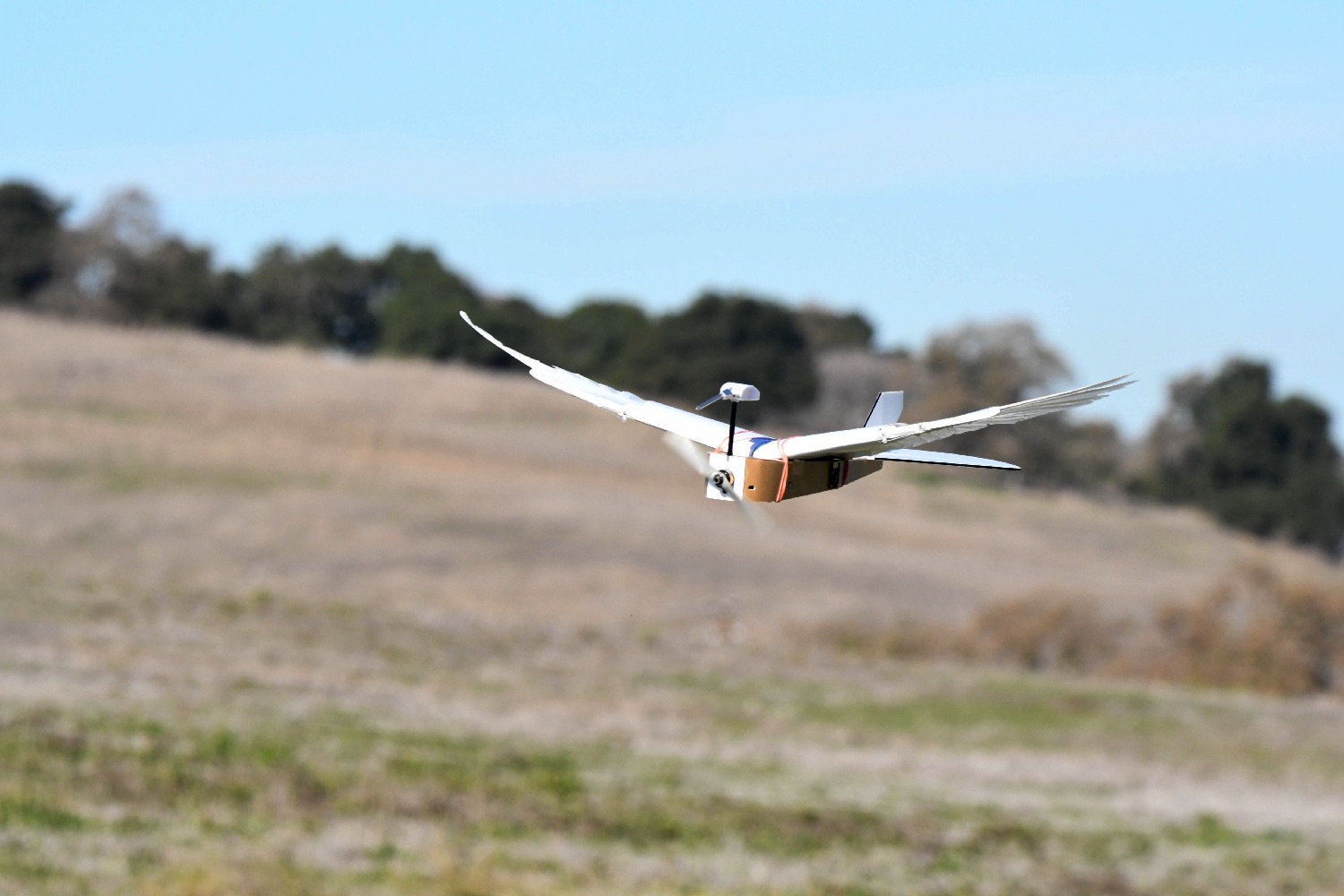 pigeon bot feather drone takes flight dl0 6963