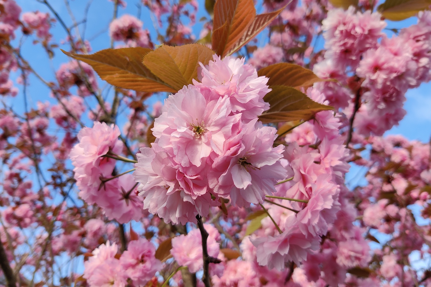 oneplus 8 review blossom