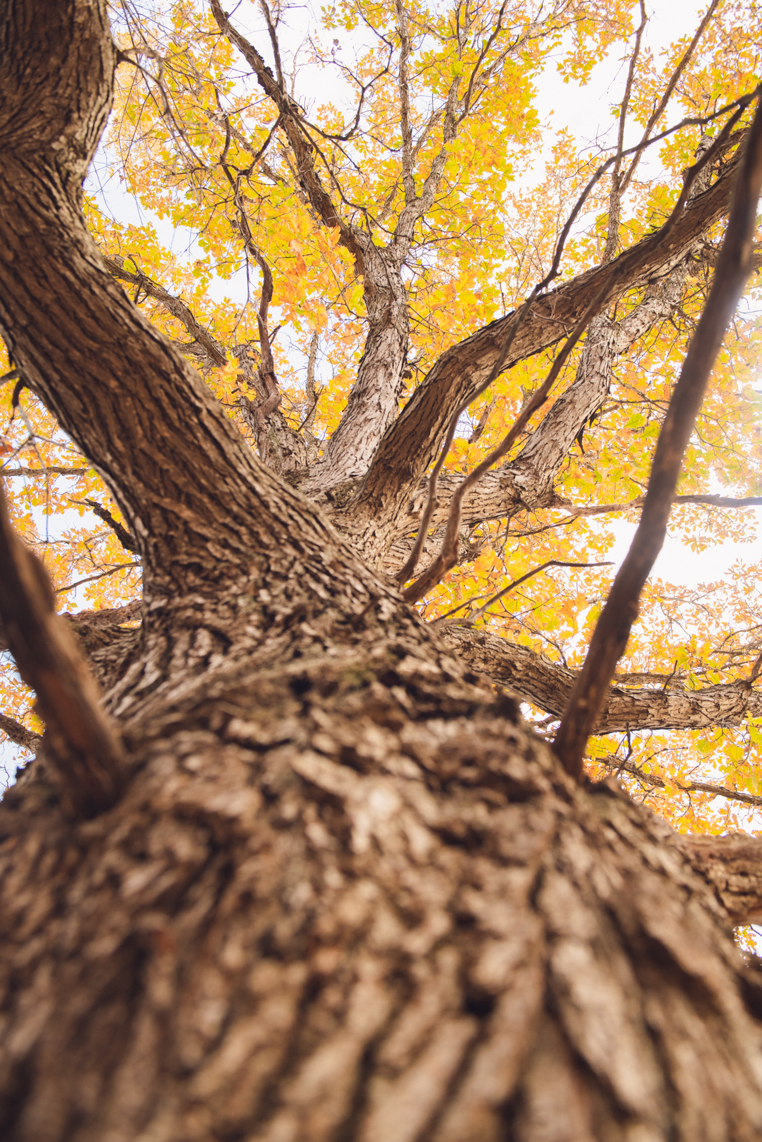 leaf peeping how to take fall pictures 8347