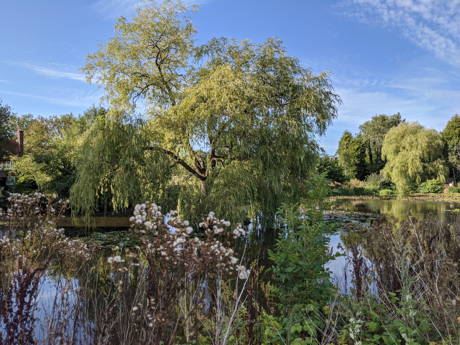 google pixel 4a review trees