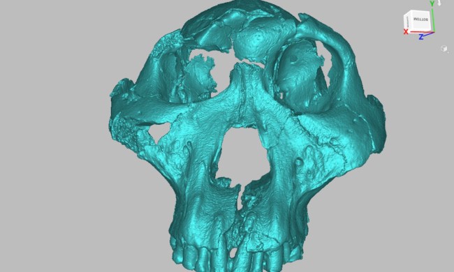 3D scanned skull