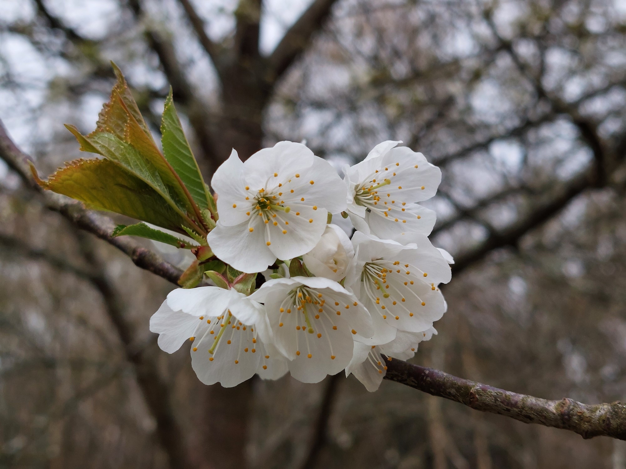 samsung galaxy a52 5g review blossom