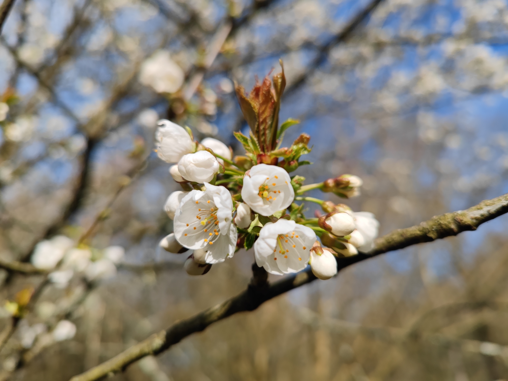 xiaomi mi 11 ultra review bokeh blossom