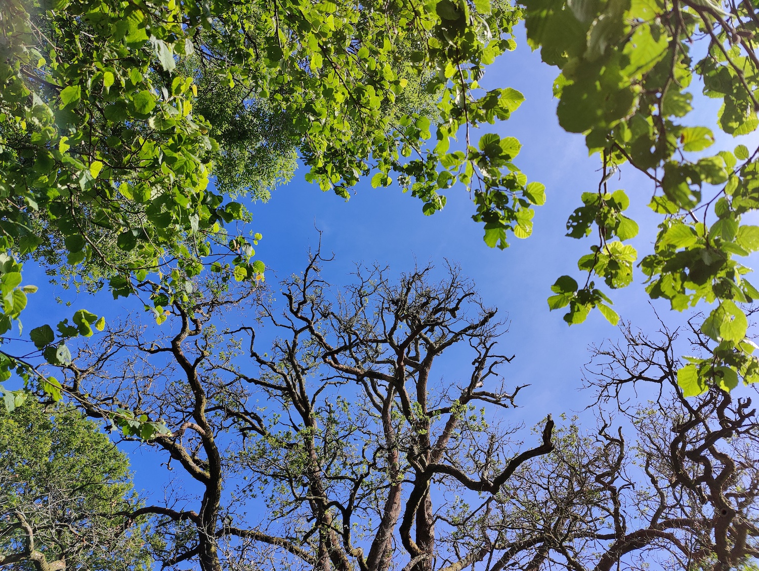 Sky and trees photo taken with the OnePlus 9 Pro