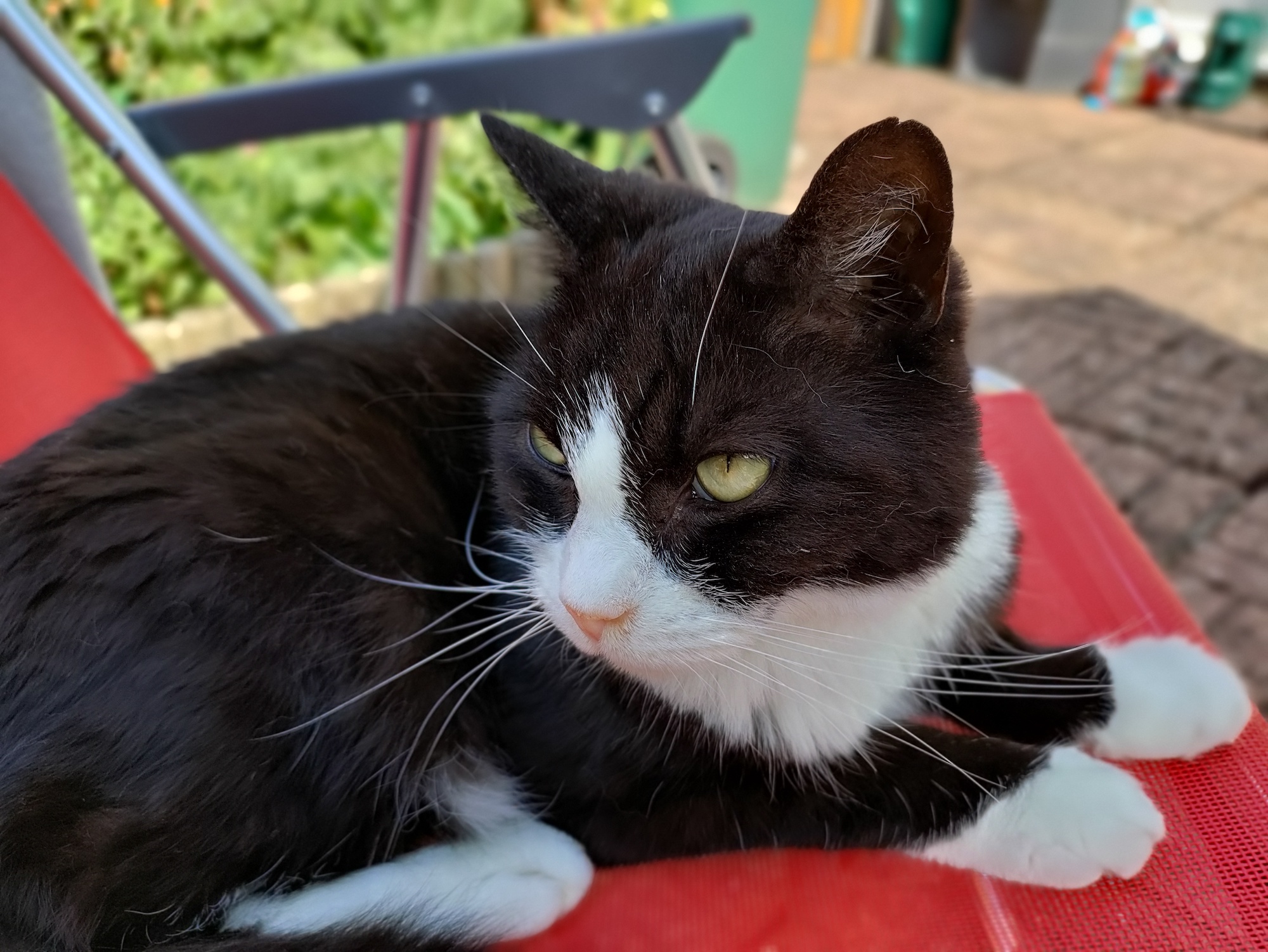 oneplus nord ce 5g review cat bokeh