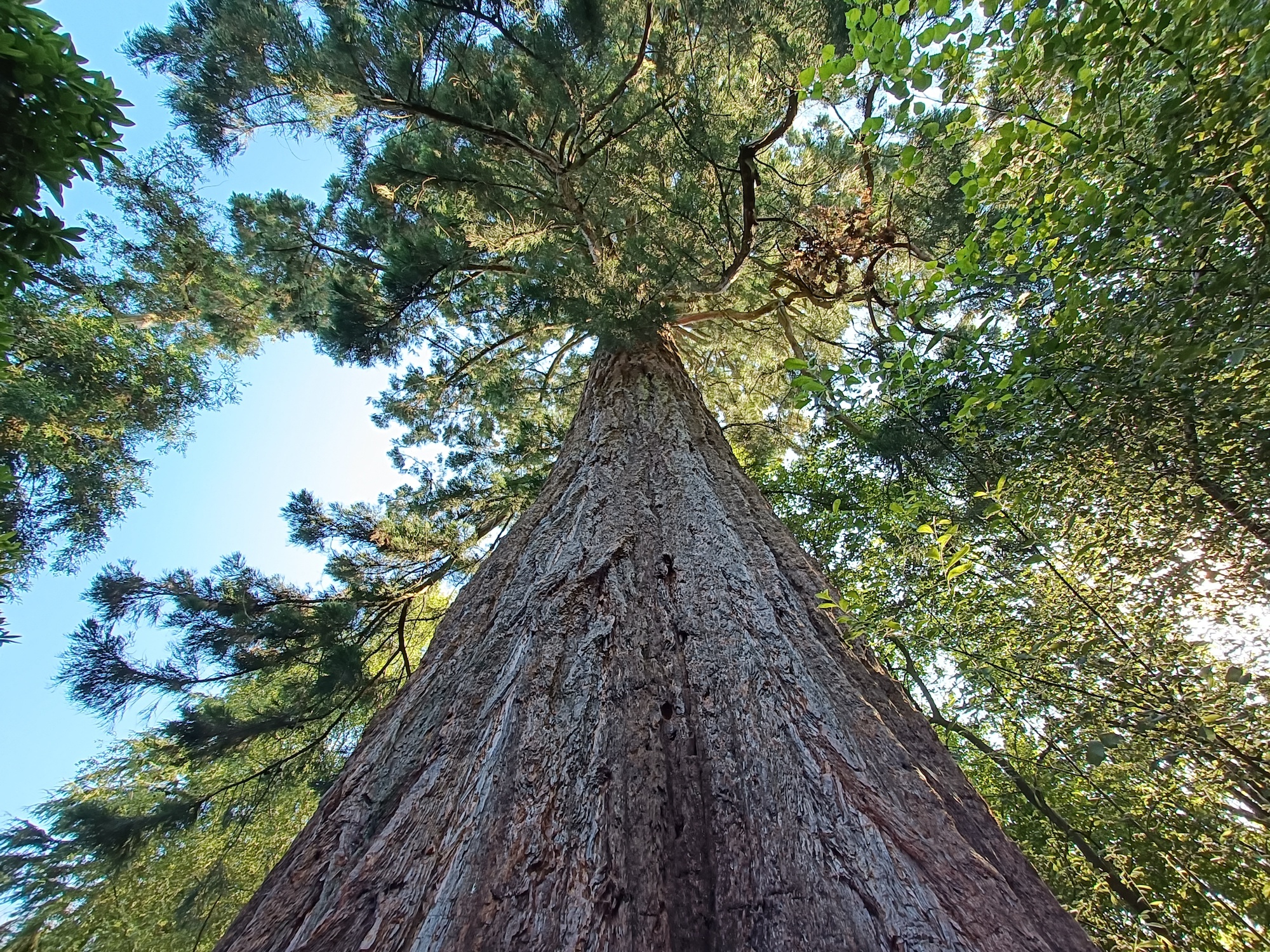 OnePlus Nord 2 wide-angle shot of a tree.