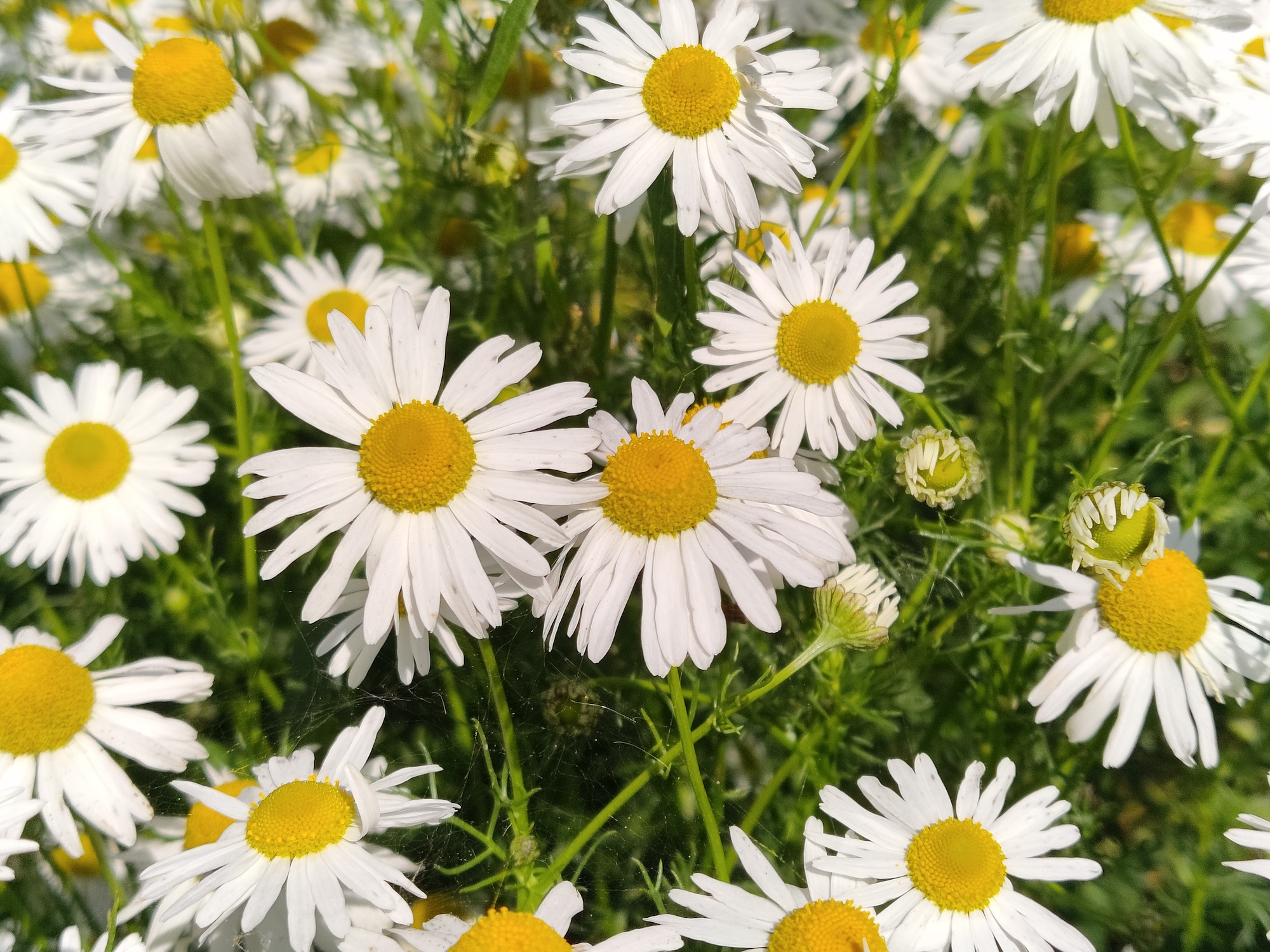 Photos of daisies taken with the TCL 20 Pro 5G.