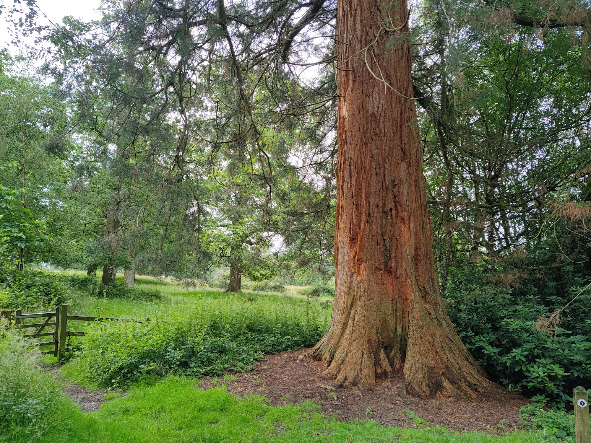 Photo of a tree scene taken with the TCL 20 Pro 5G.