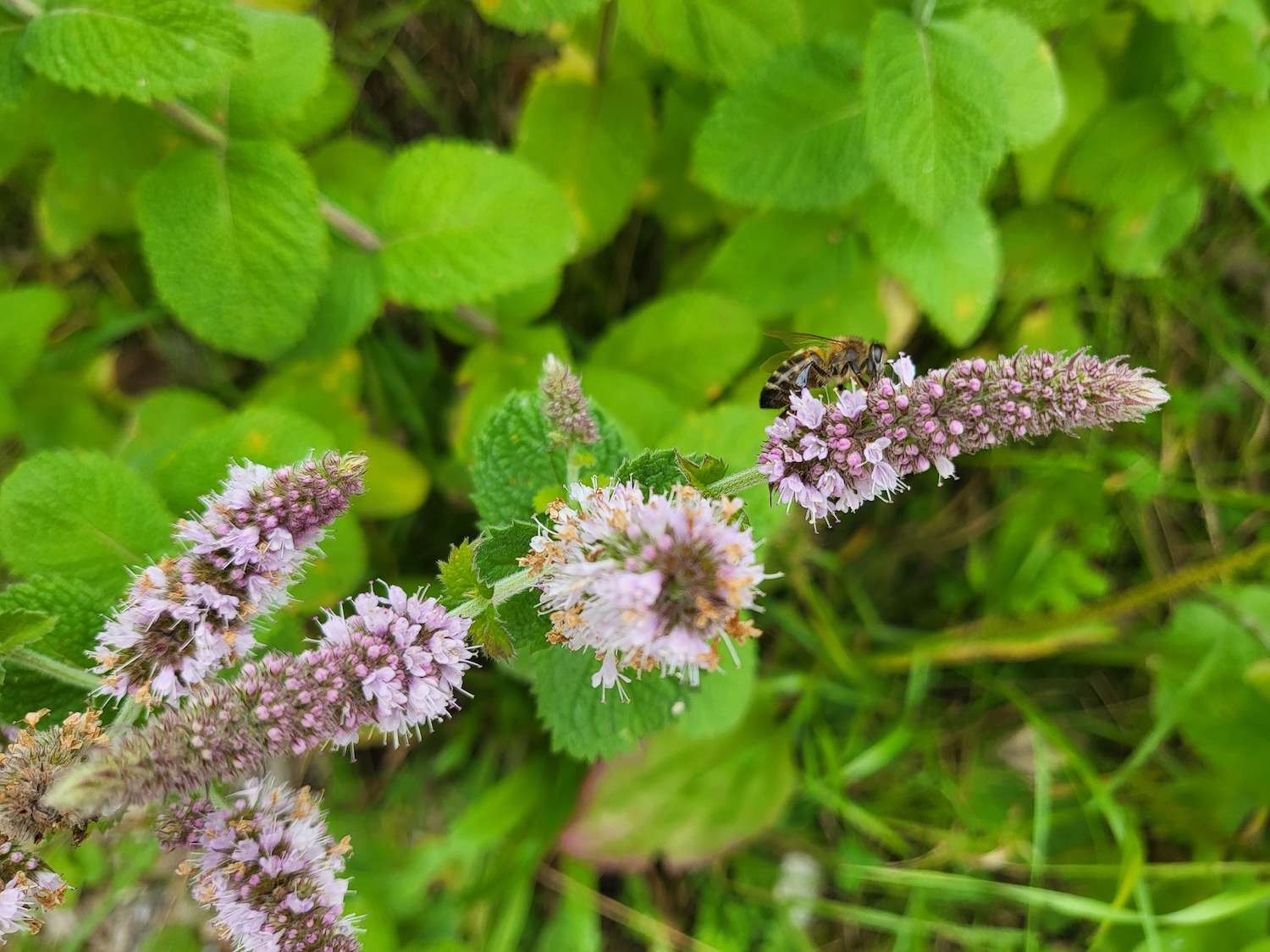 Photo of a bee taken with the Galaxy Z Flip 3.