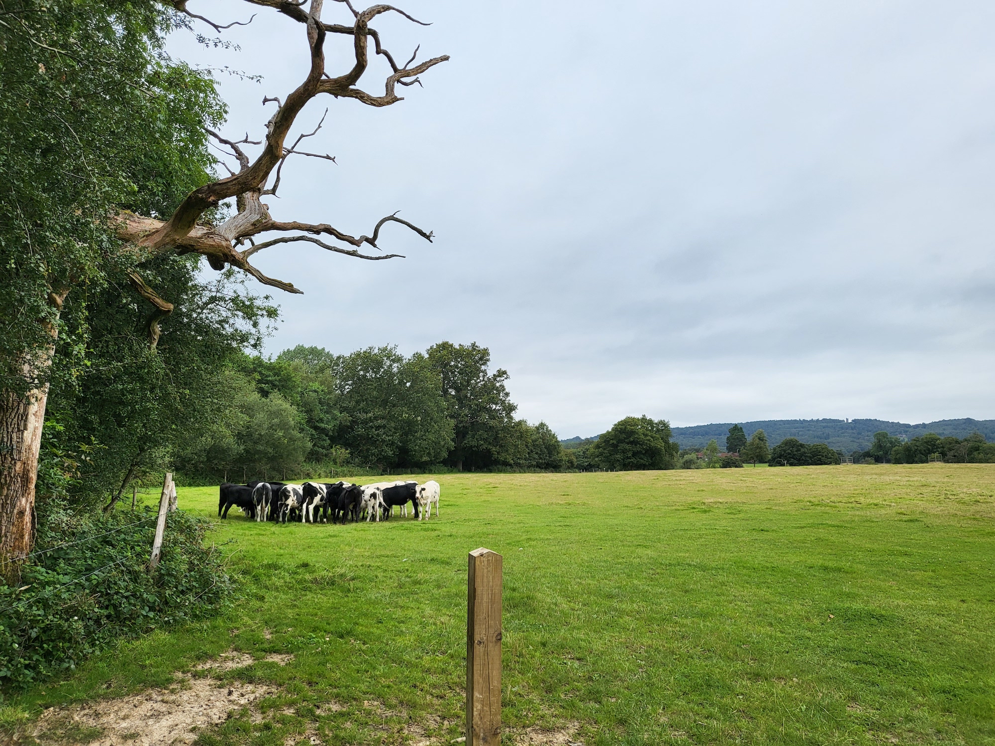 Photo of cows taken with the Galaxy Z Flip 3.