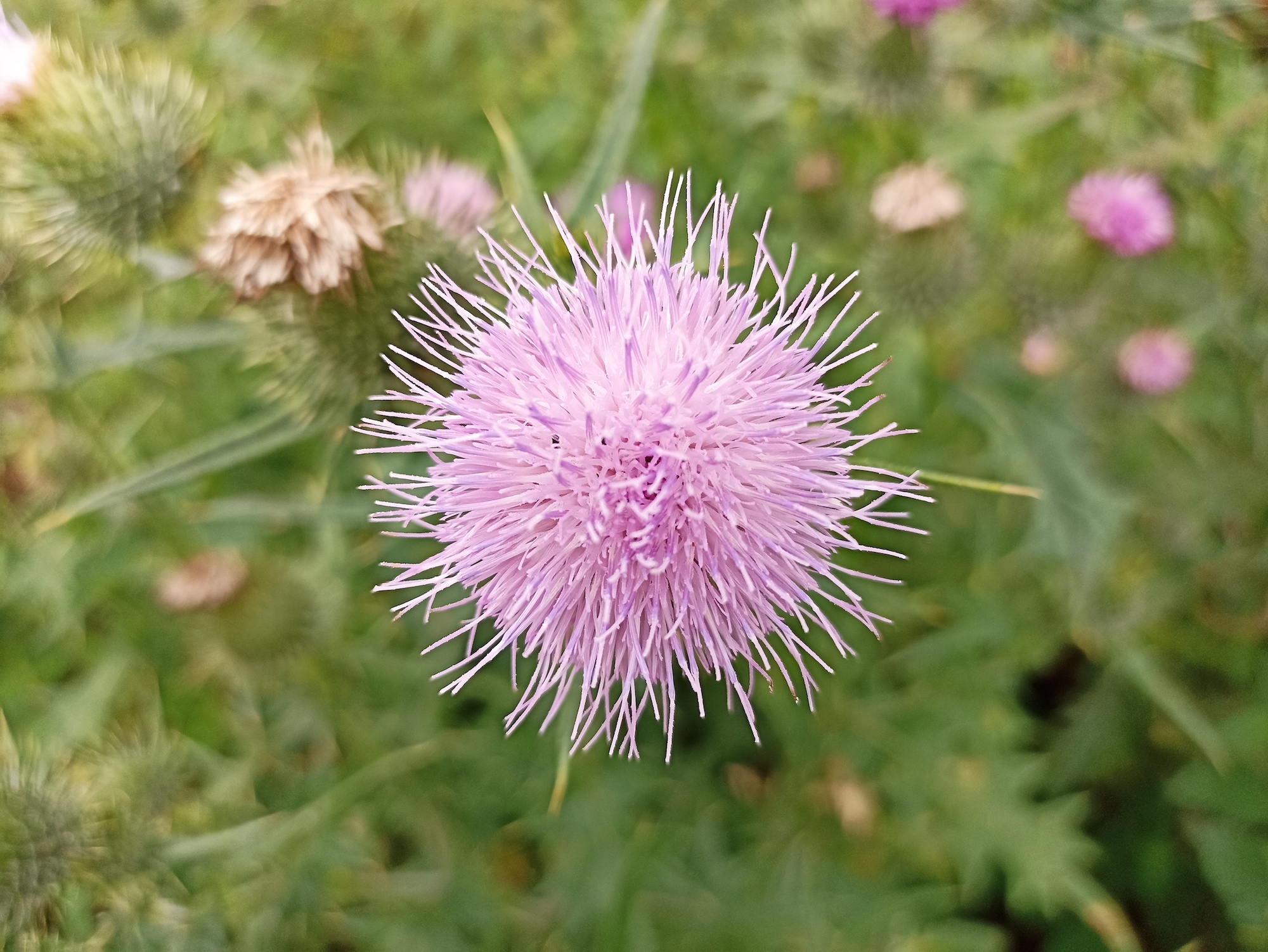 Thistle photo taken with the Xiaomi Redmi Note 10S.