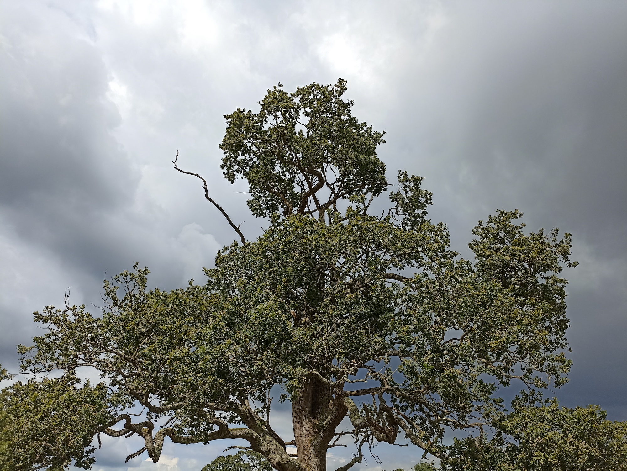 Photo of a tree taken with the Xiaomi Redmi Note 10S.