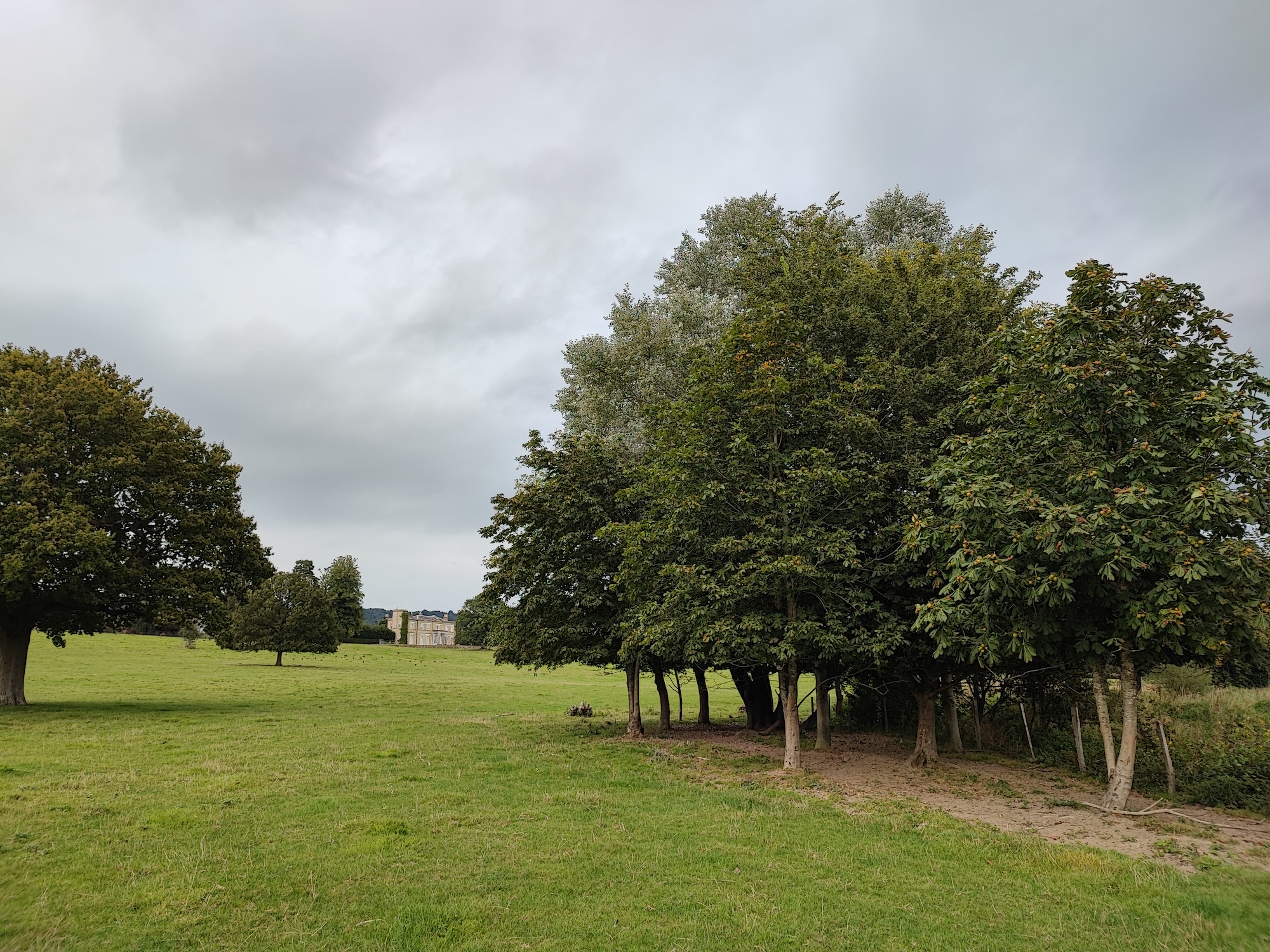 Photo of trees taken with the Xiaomi 11T Pro.