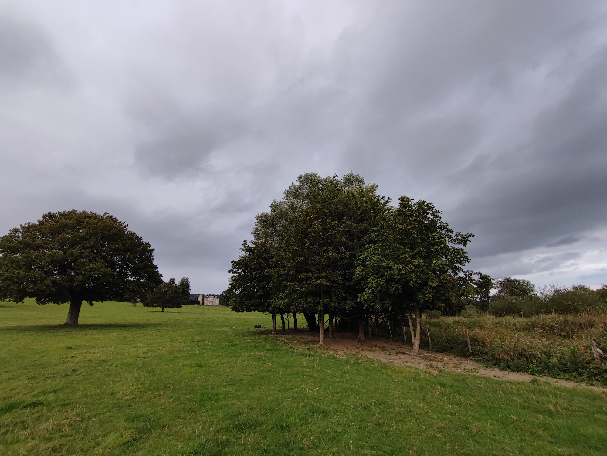 Wide-angle photo of trees taken with the Xiaomi 11T Pro.