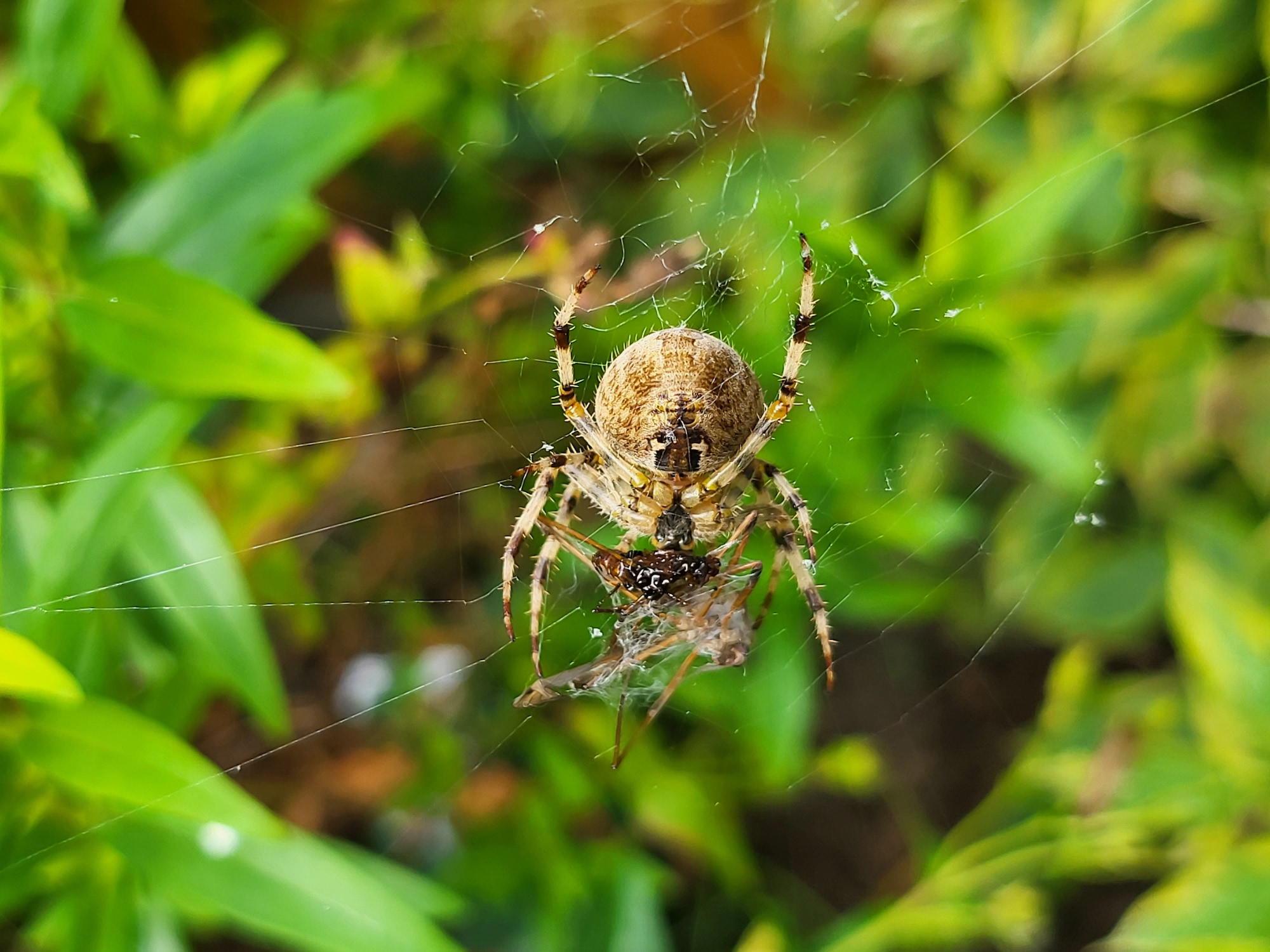 Photo of a spider taken with the Galaxy Z Fold 3.