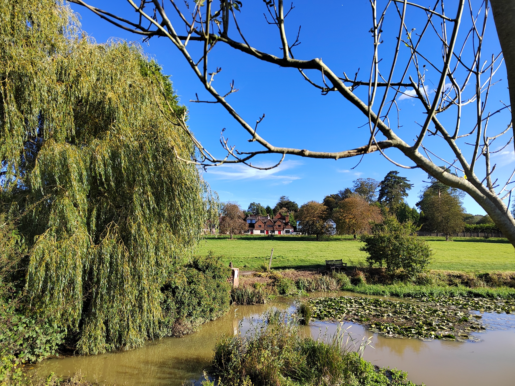 Honor 50 photo of a pond.