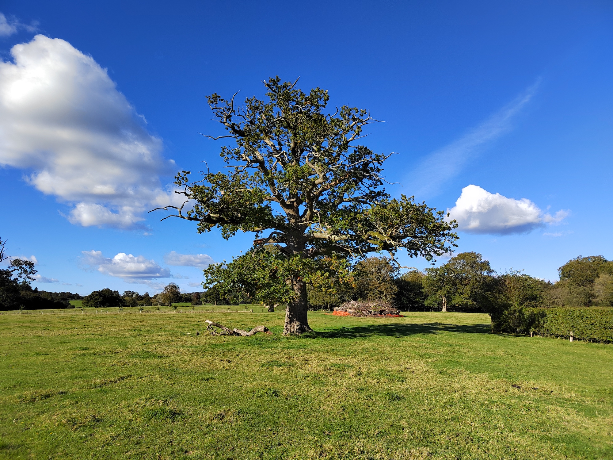 Honor 50 photo of a tree.