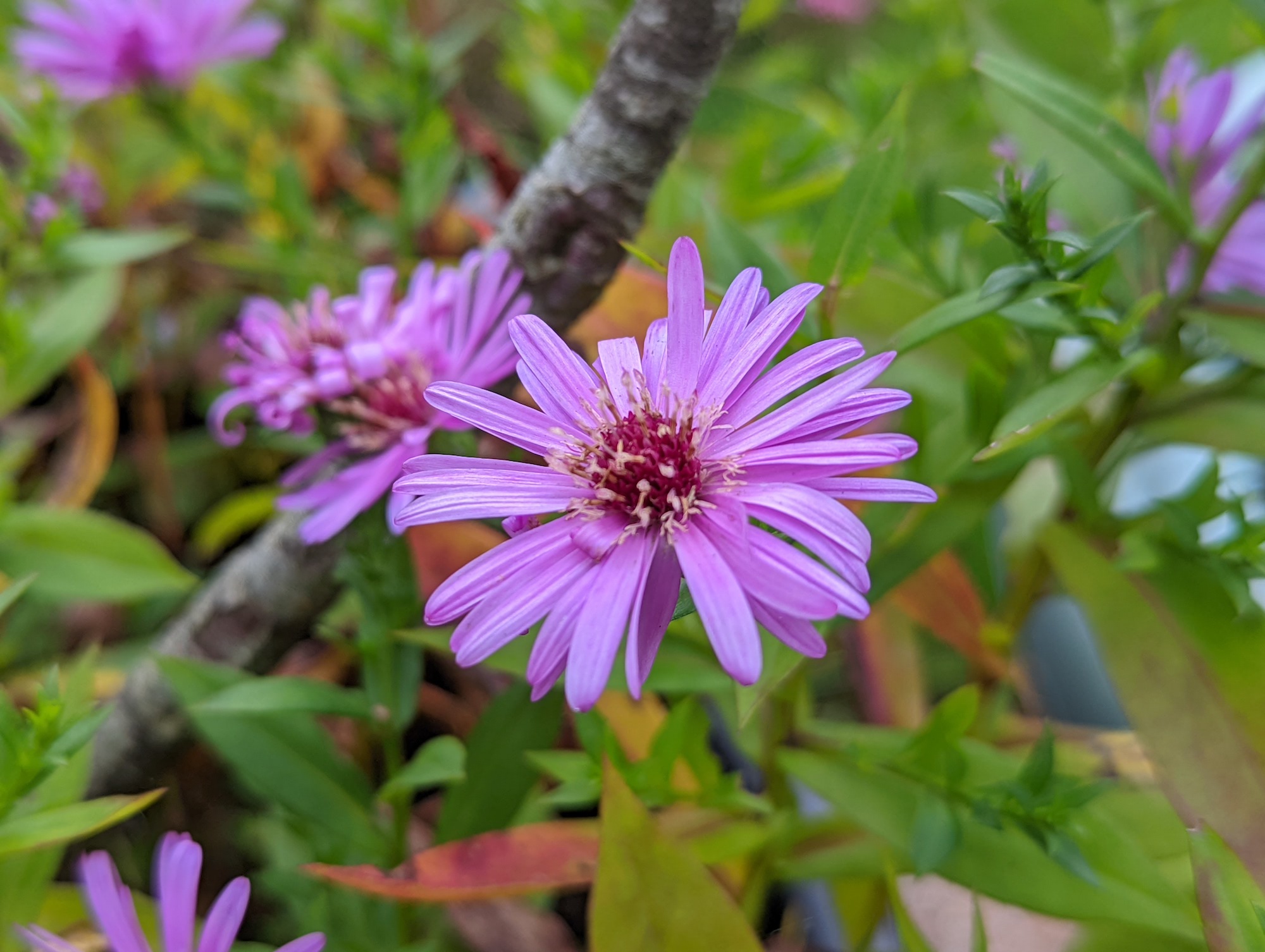 Flower photo taken with the Google Pixel 6 Pro.