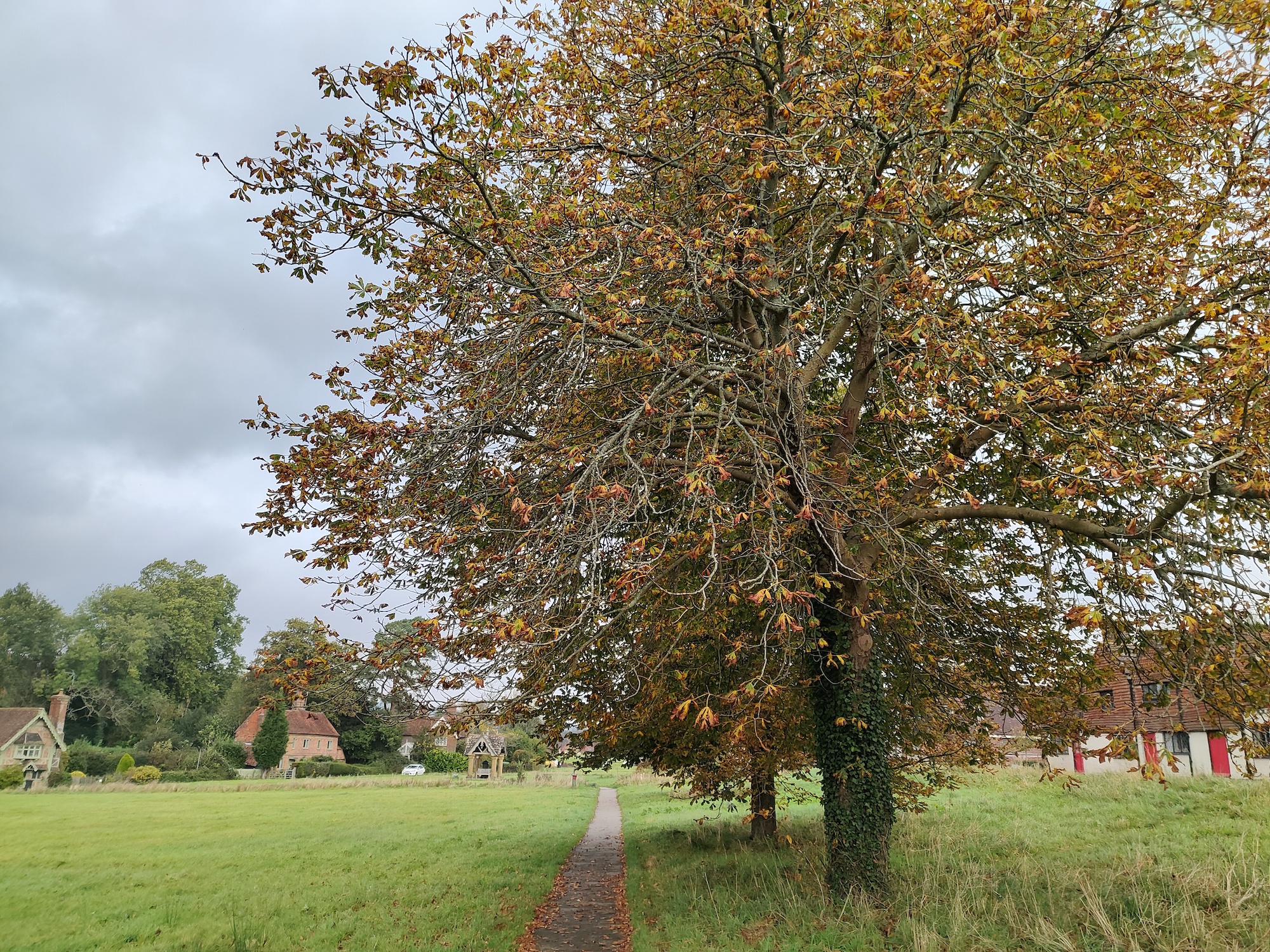 Photo of a path and tree taken with the Realme GT Neo2.