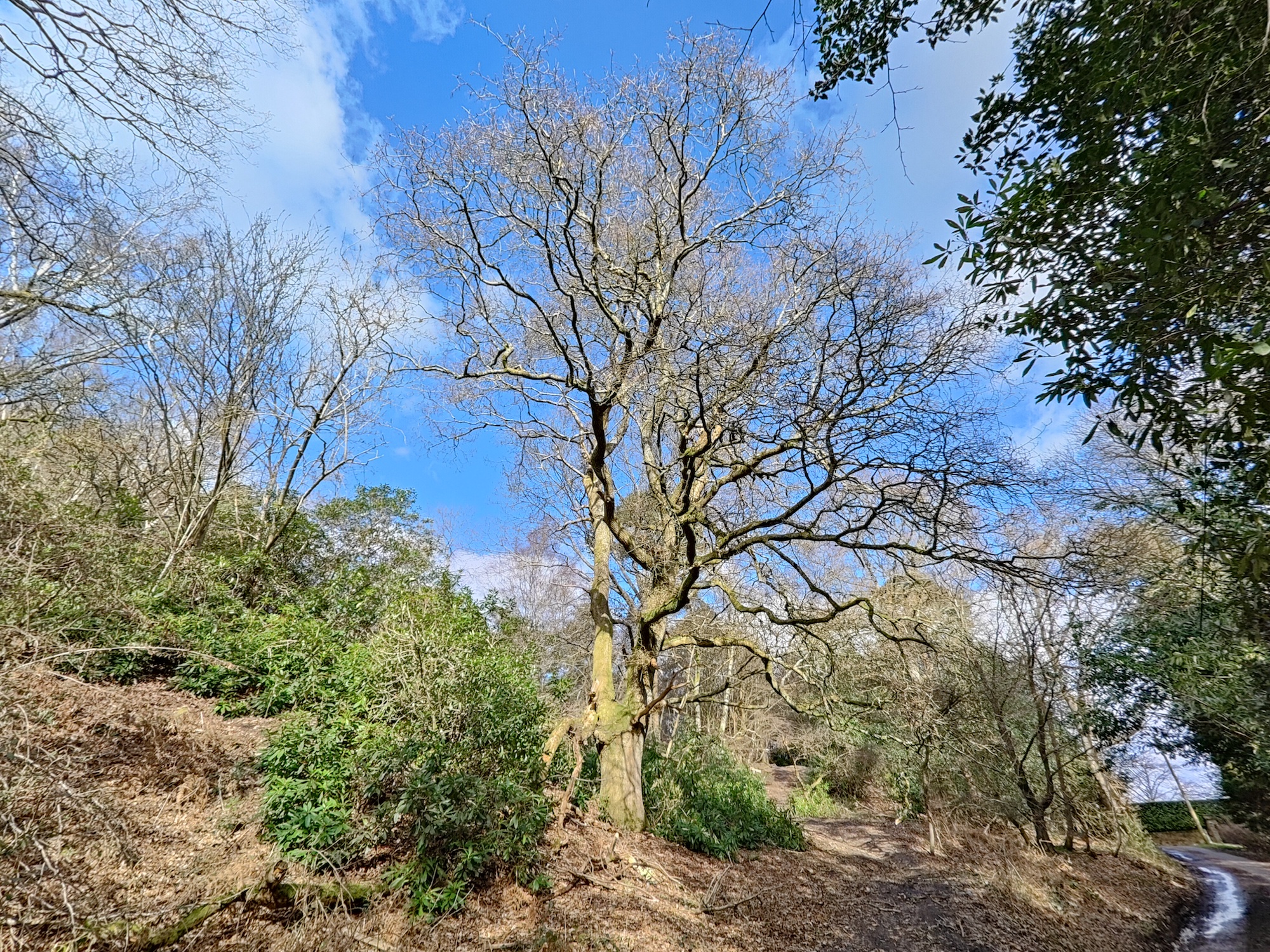 Realme GT 2 Pro photo of a tree.