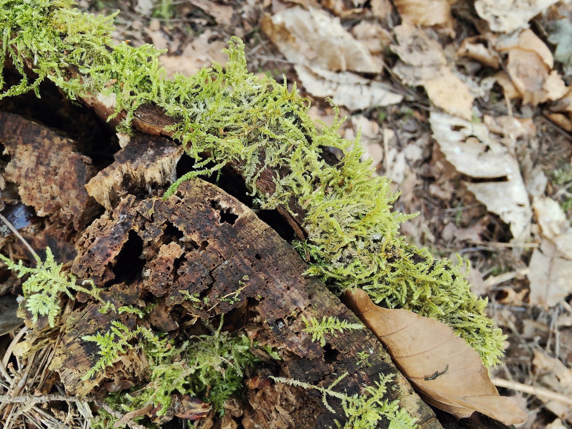 Oppo Find X5 Pro photo of a log.