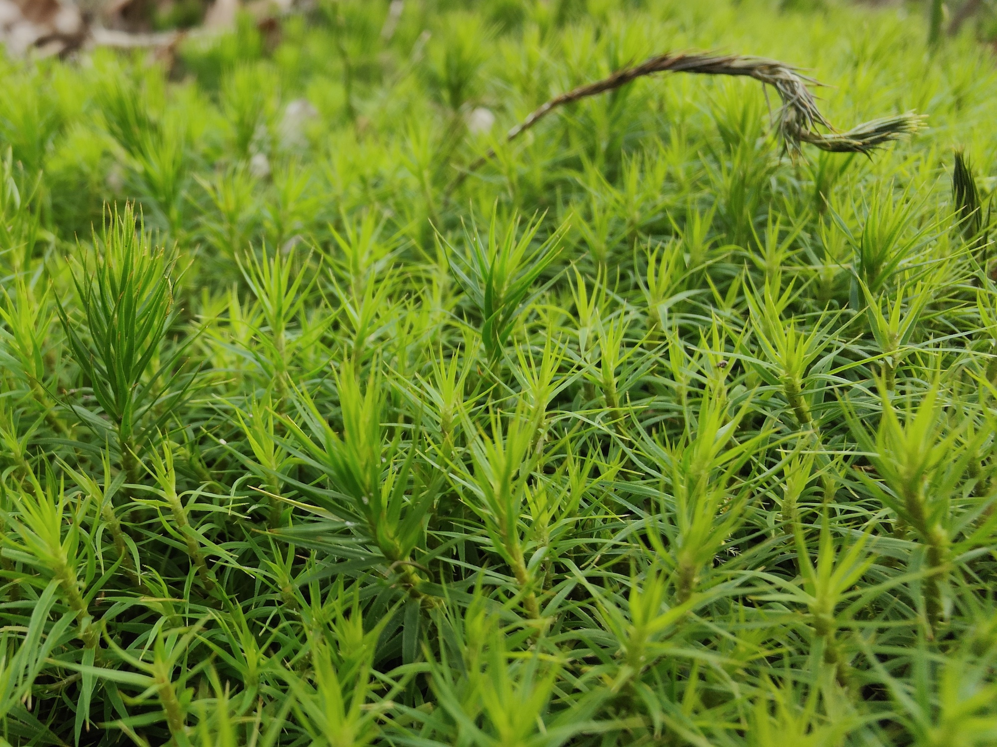 Oppo Find X5 Pro macro photo of moss.