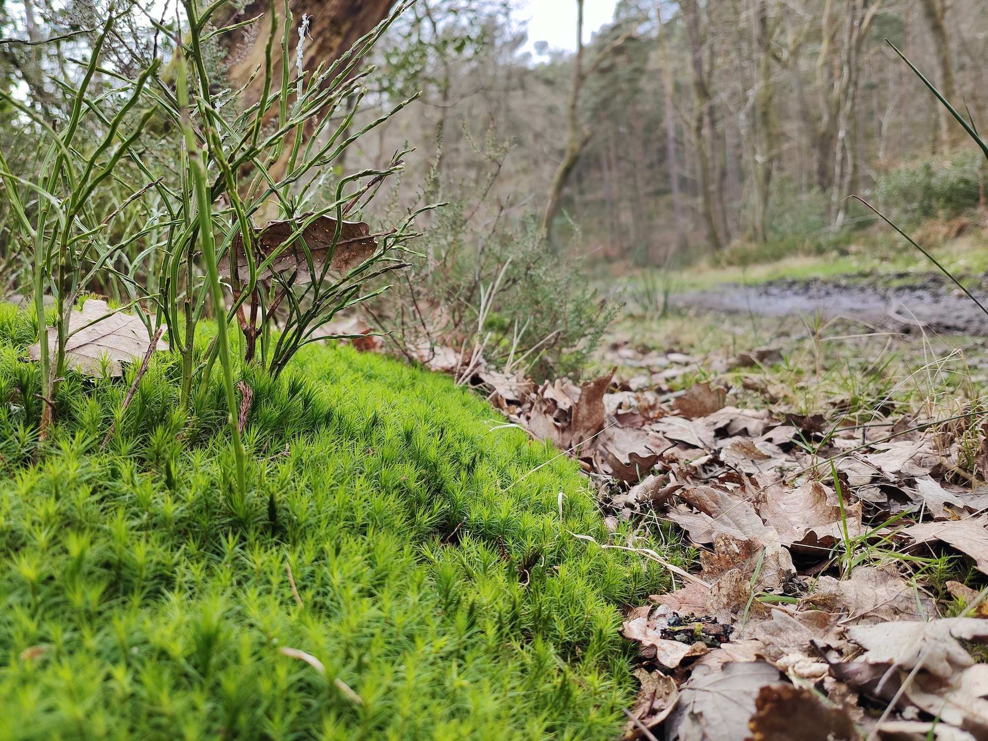 Oppo Find X5 Pro photo of moss.