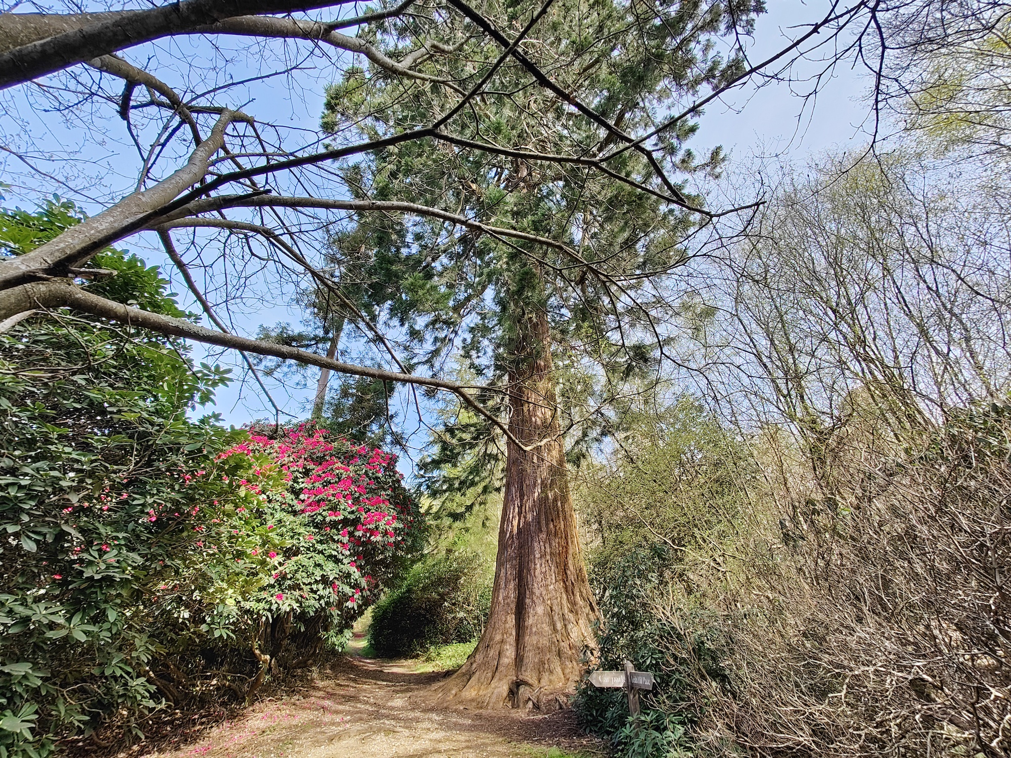 Wide-angle OnePlus 10 Pro photo of a tree.