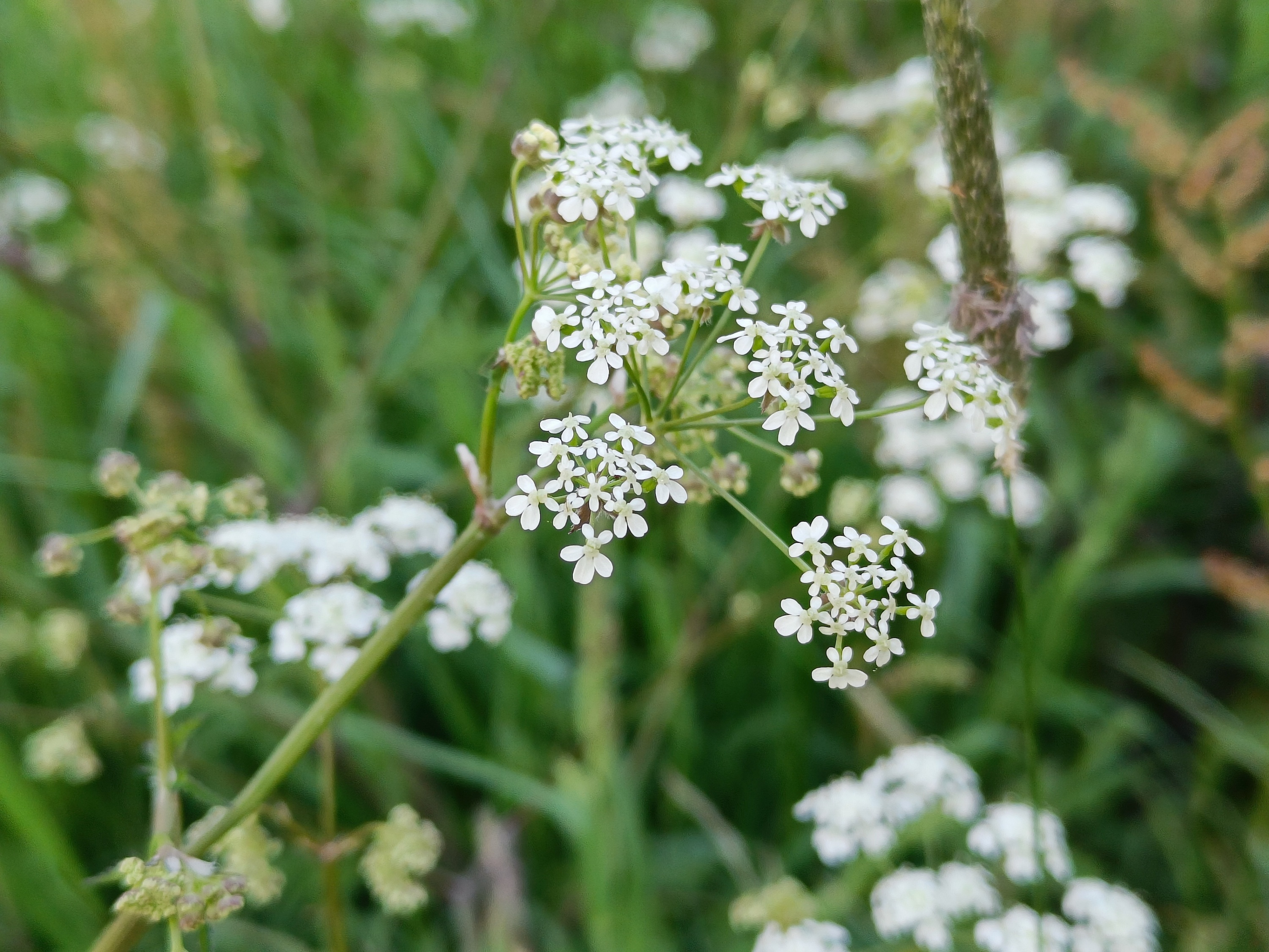 OnePlus Nord 2T photo of a flower.