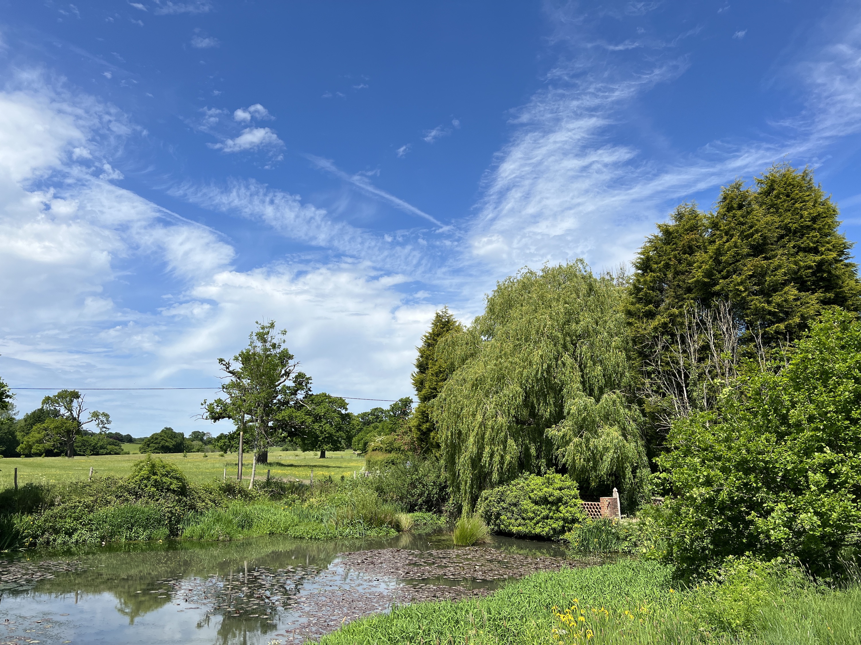 iPhone 13 Pro photo of a pond and trees.