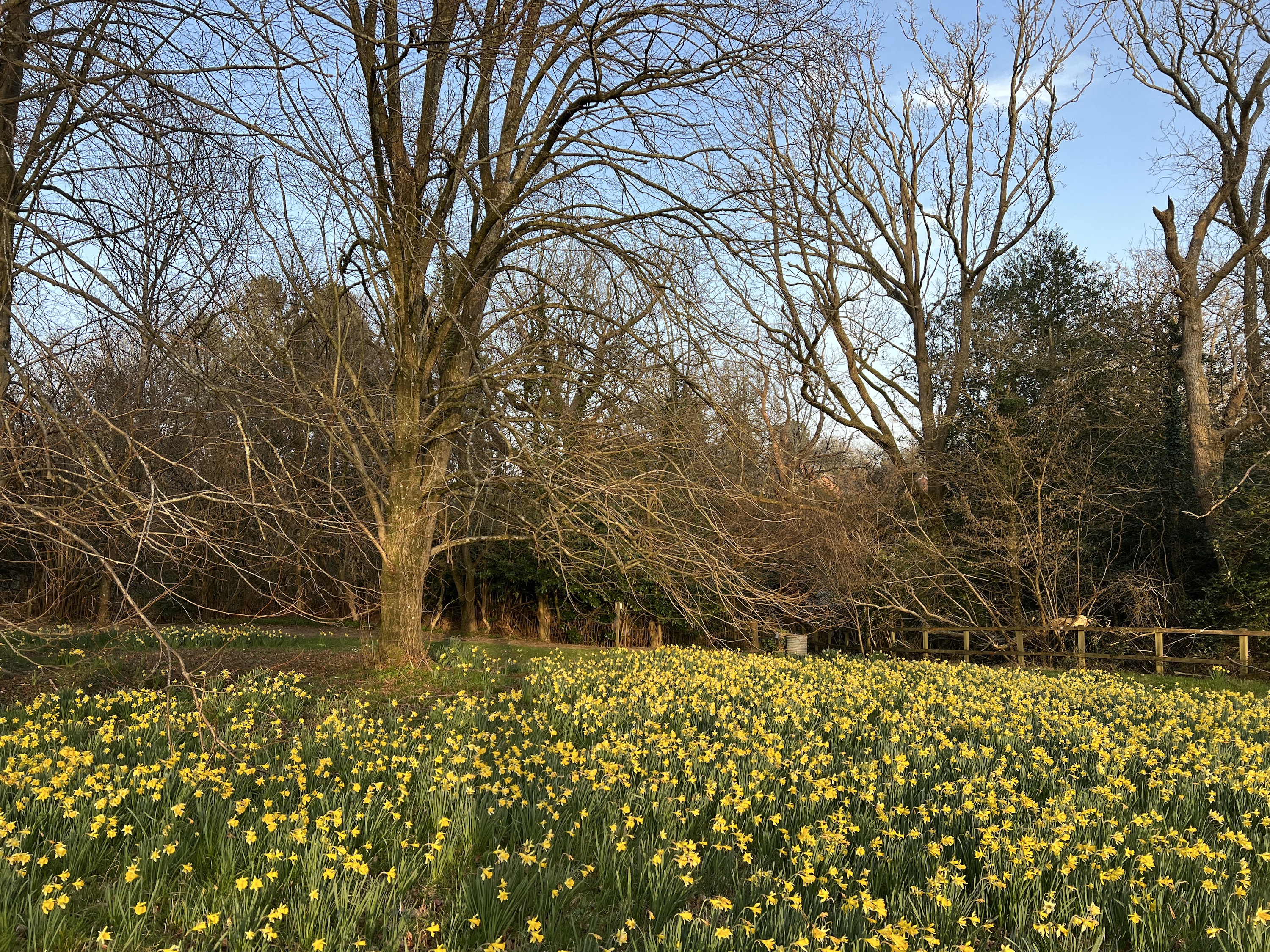 iPhone 13 Pro photo of some daffodils.