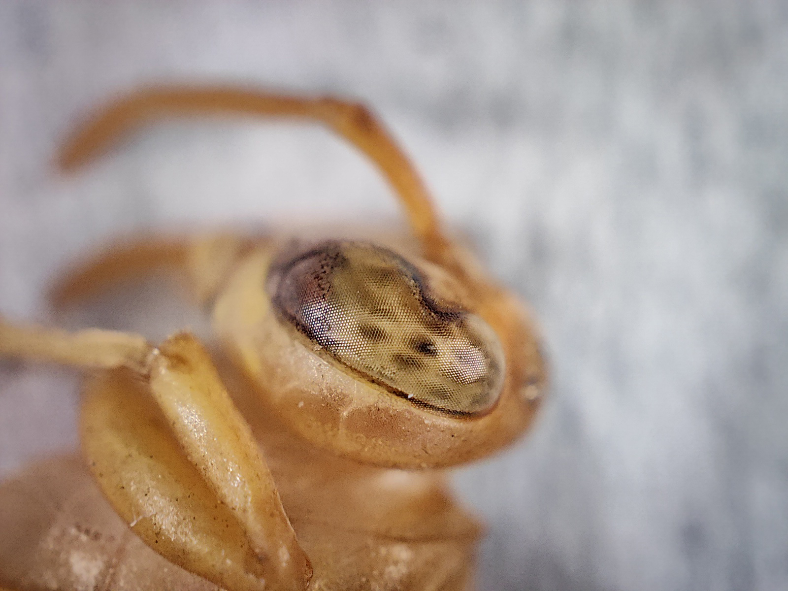 Macro view of the ommatidia or compound eye of a waspphotographed with the Realme GT 2 Pro's microscope camera.