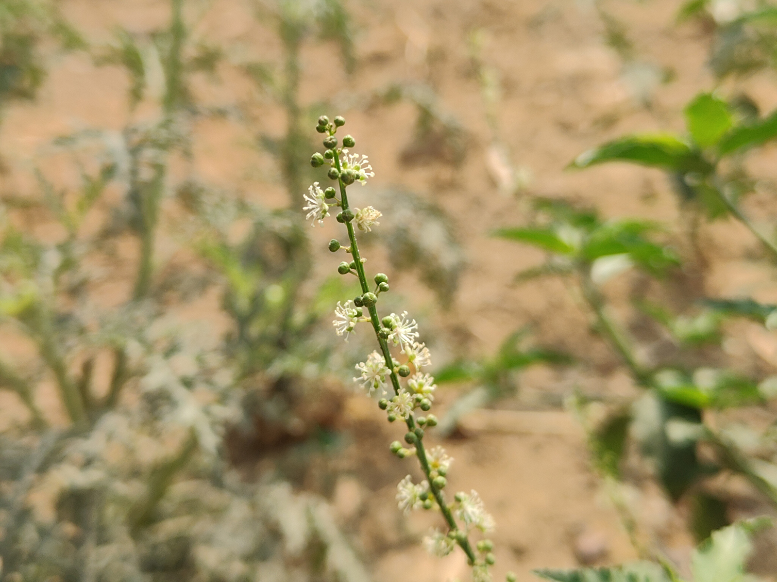 A shoot with white wild flowers growing on it photographed with the Realme GT 2 Pro's primary 50MP camera.