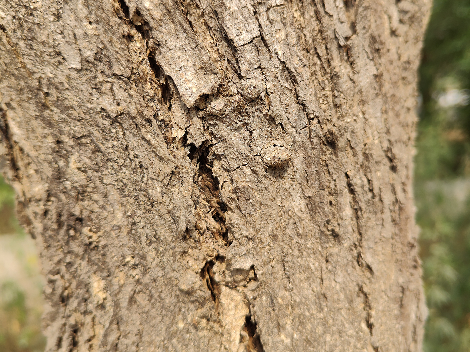 A tree's bark infested with termites photographed with the Realme GT 2 Pro's primary 50MP camera.