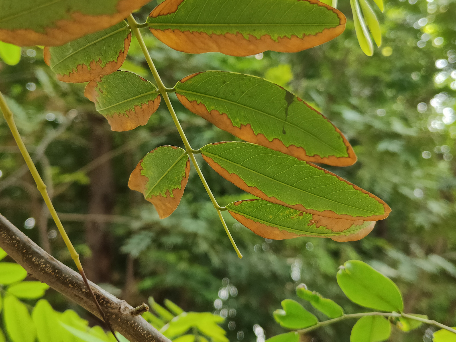 Decaying leaves on a tree branch photographed with the Realme GT 2 Pro's primary 50MP camera.