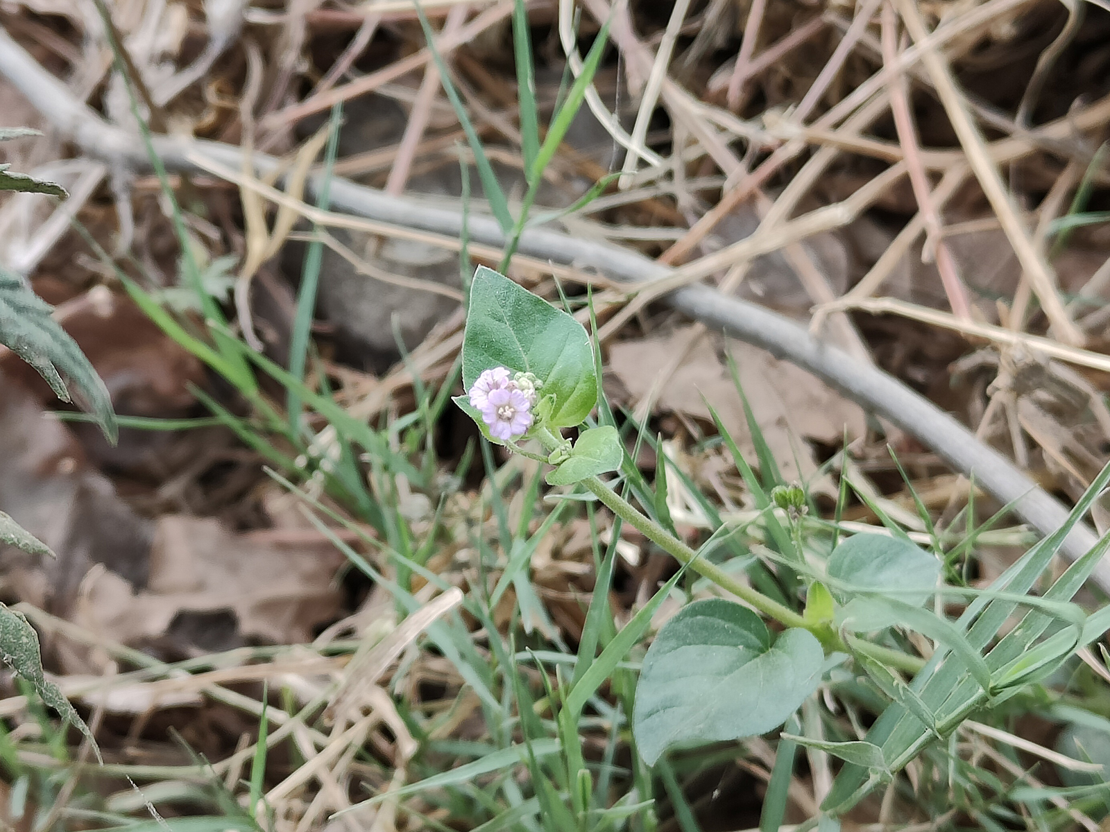 A pink wild flower with green leaves and dead branches in the background photographed with the Realme GT 2 Pro's primary 50MP ca