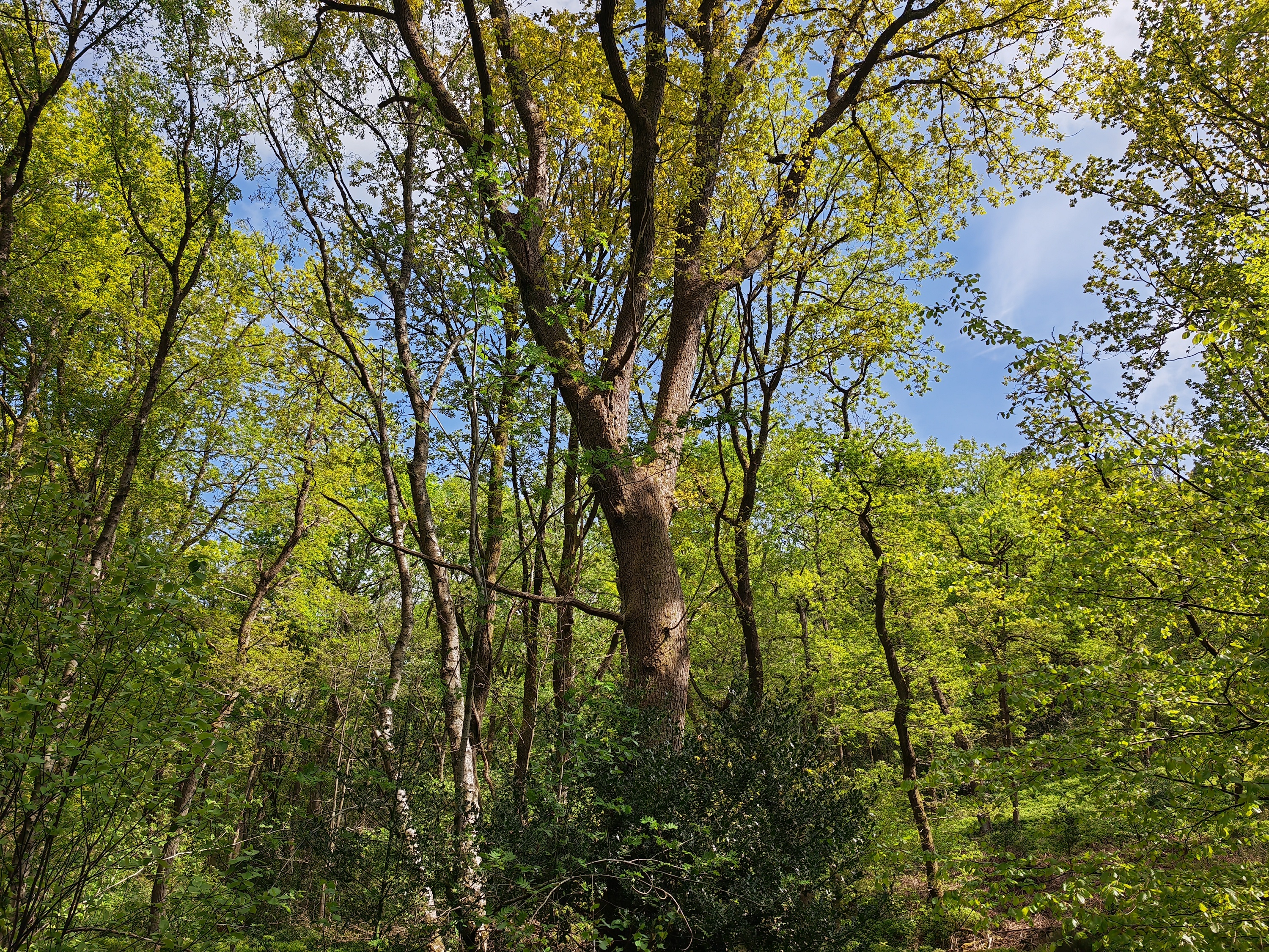 Photo of trees taken with the Honor Magic4 Pro.