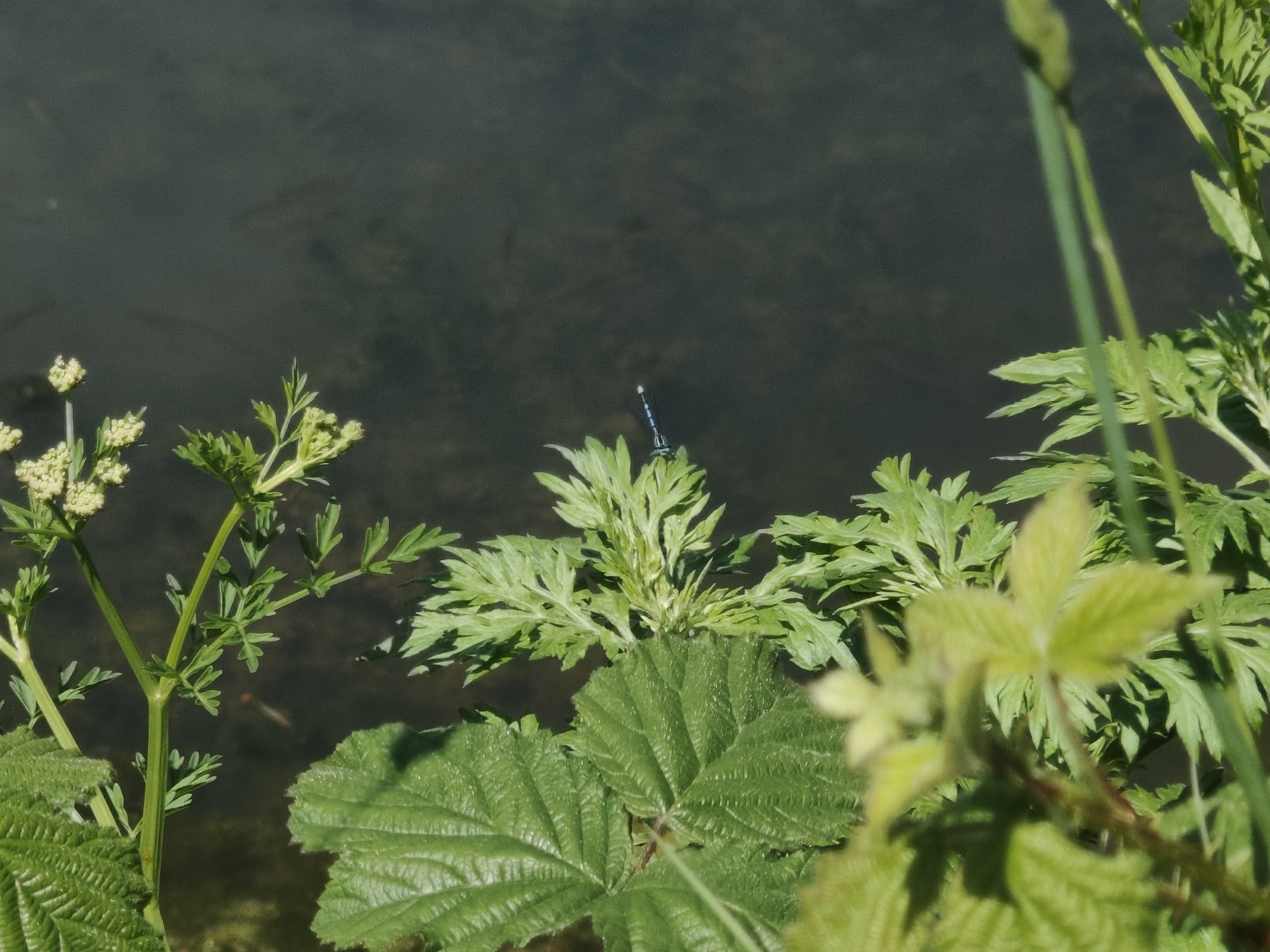 Vivo X80 Pro 5x zoom photo of a damselfly.