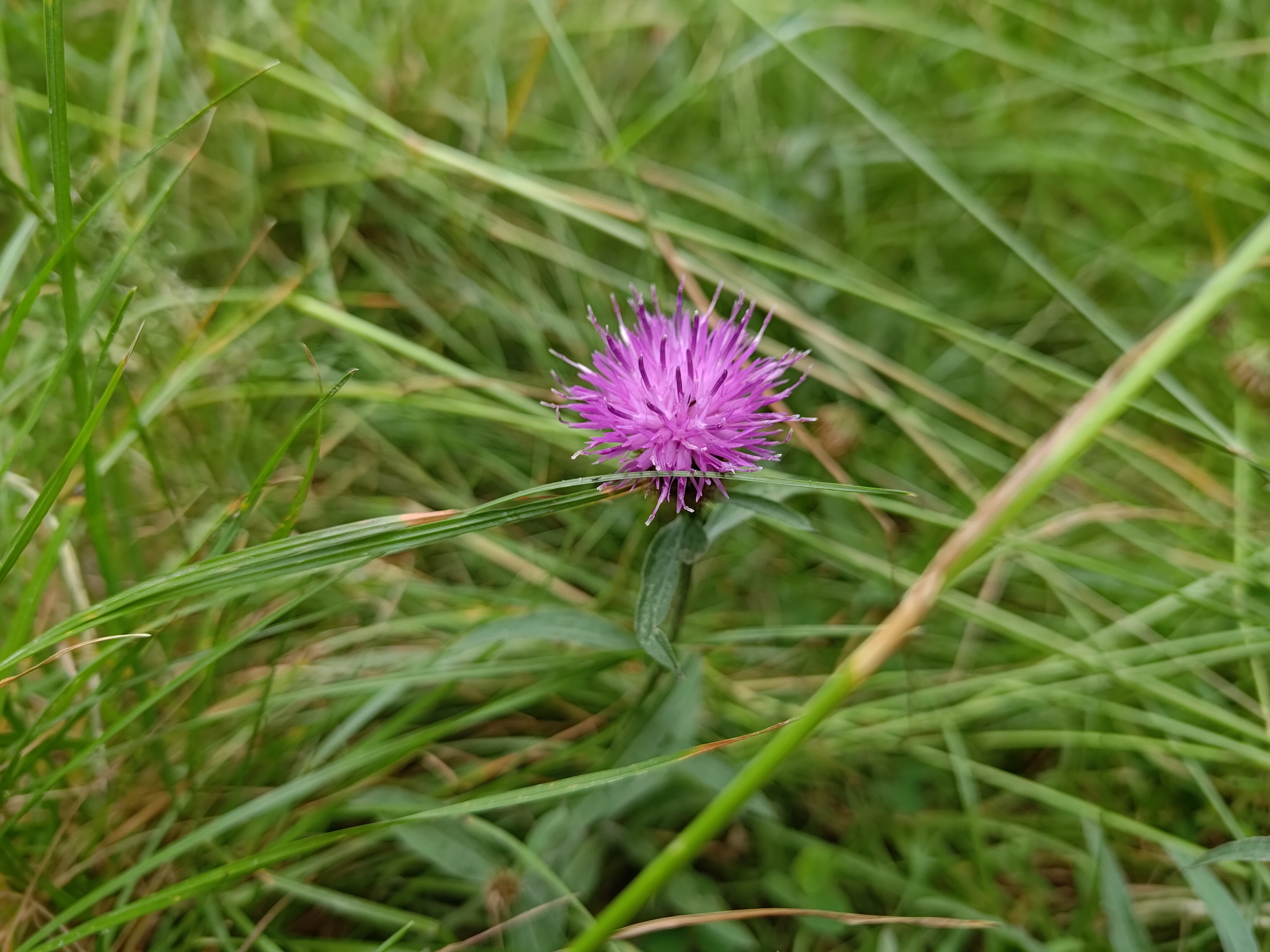 Photo of a plant taken with the Asus Zenfone 9.