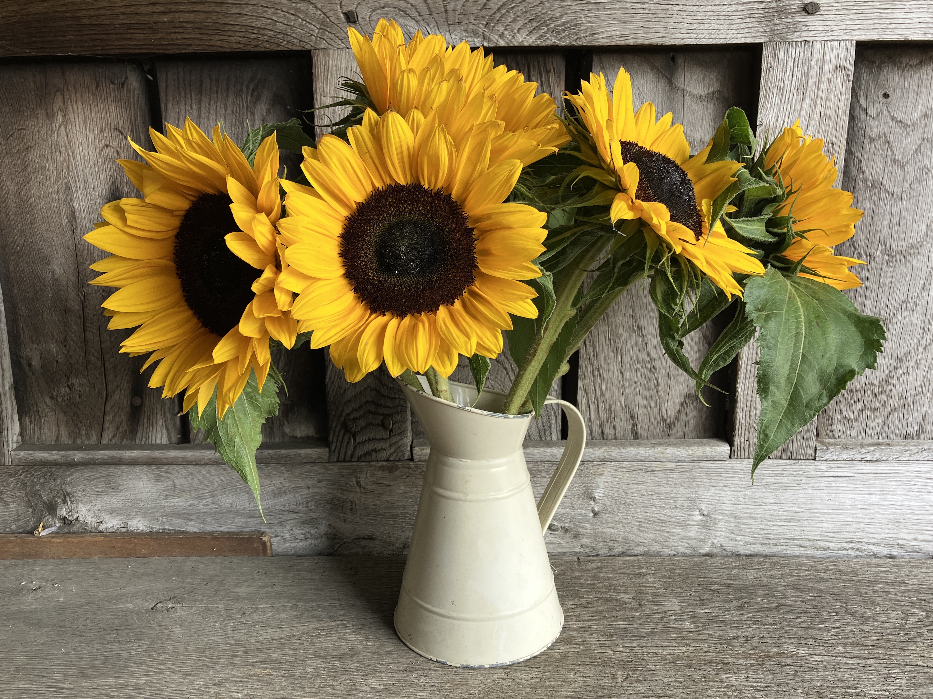 Photo of sunflowers taken with the iPhone SE (2022).