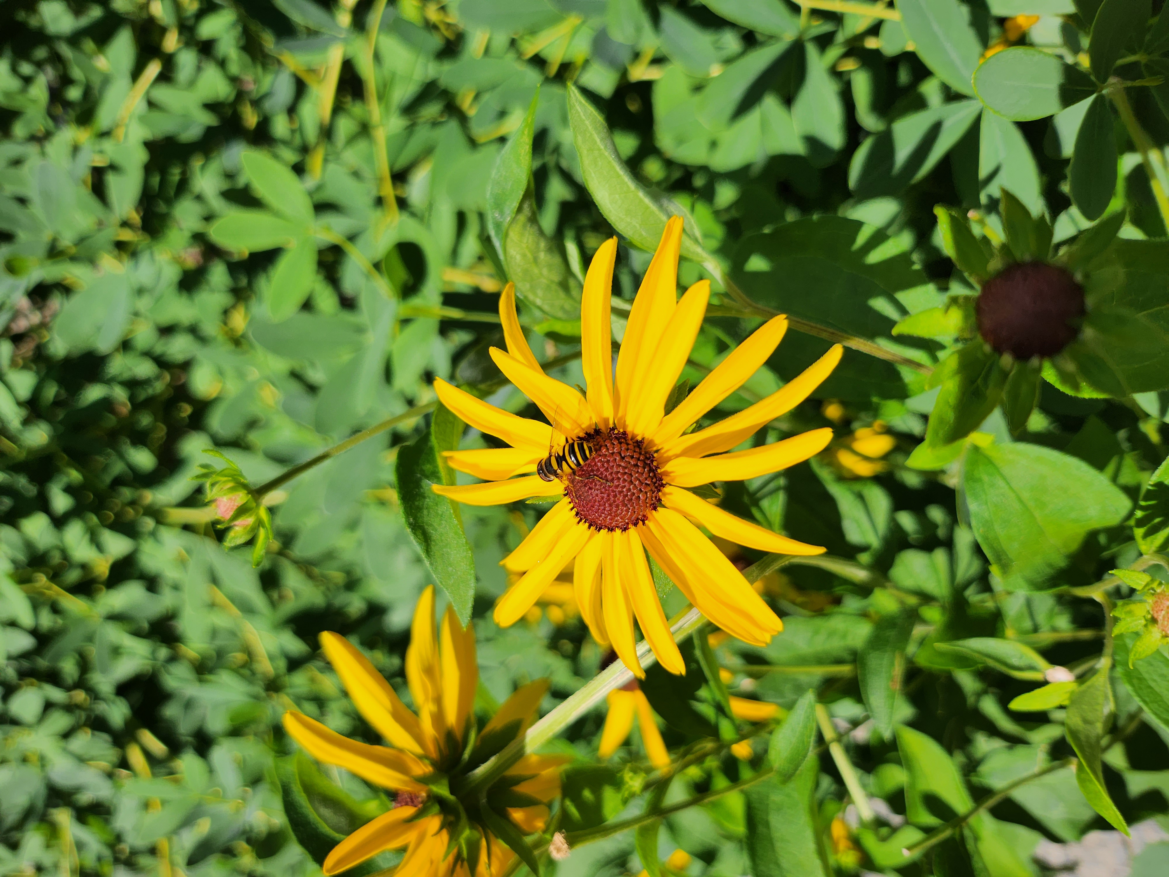 Photo of a yellow flower with a bee on it.