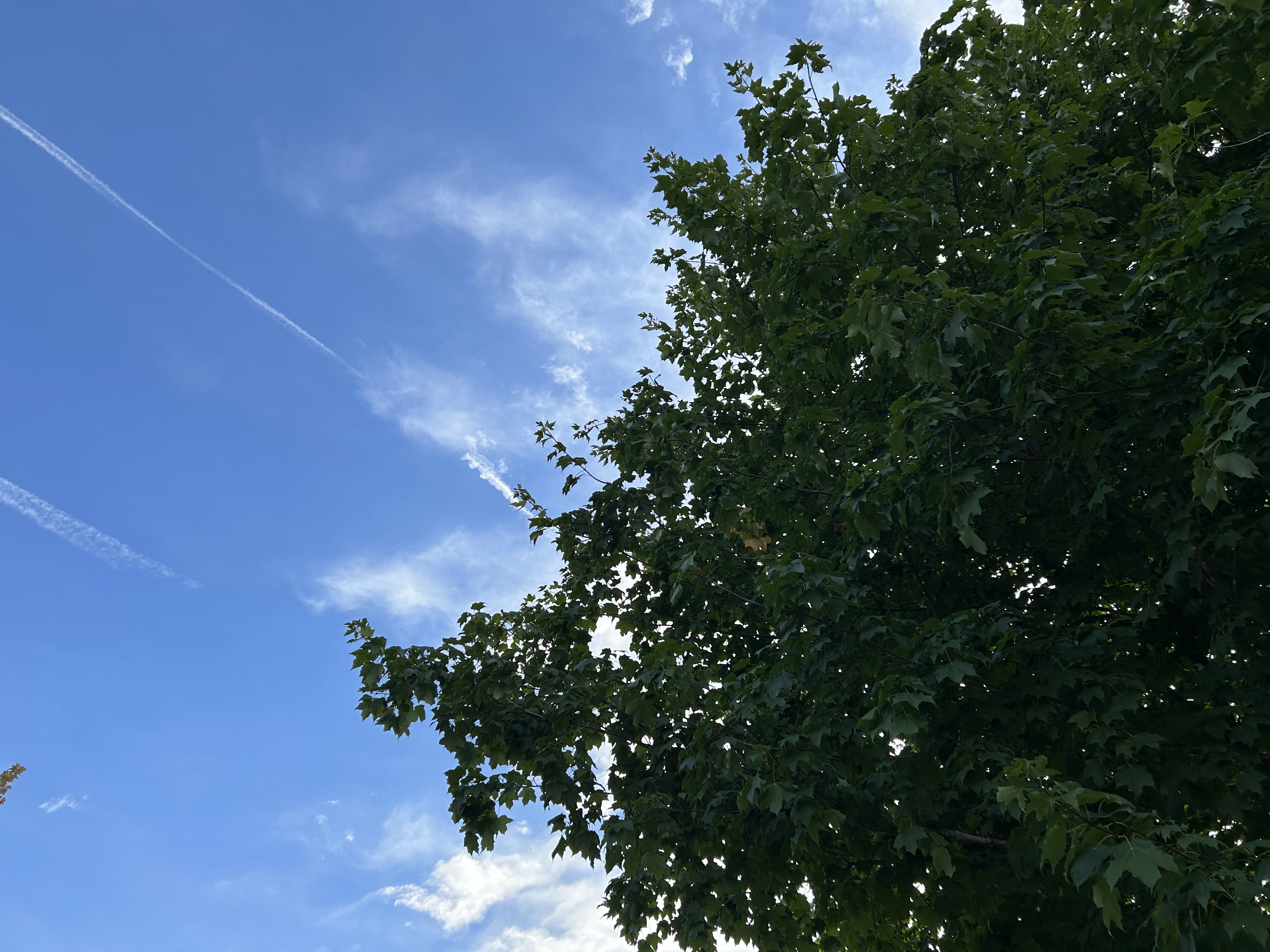 A photo of a tree against a blue sky, taken with the iPhone 14.