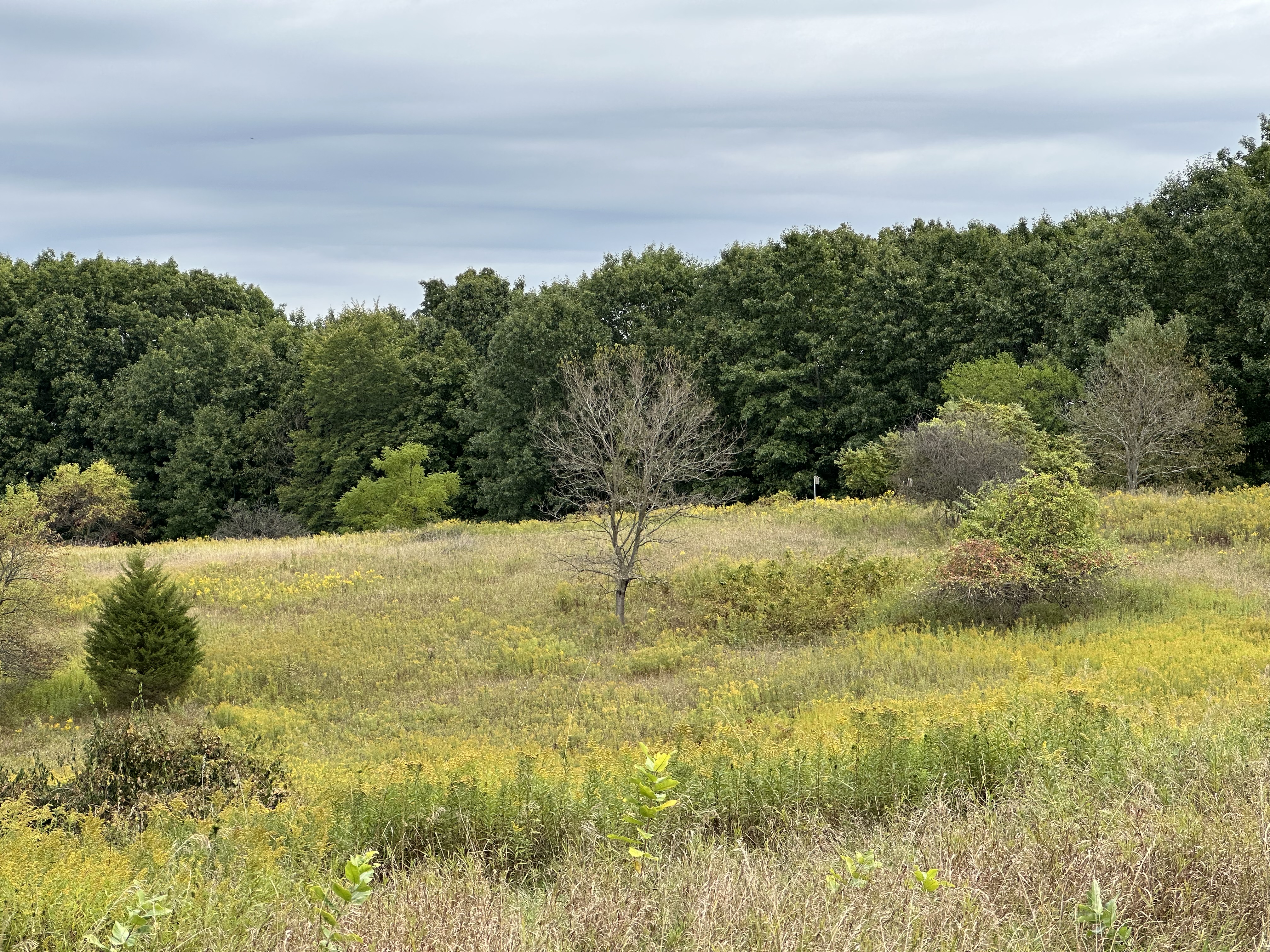 A 3x zoom photo of an open field from the iPhone 14 Pro.