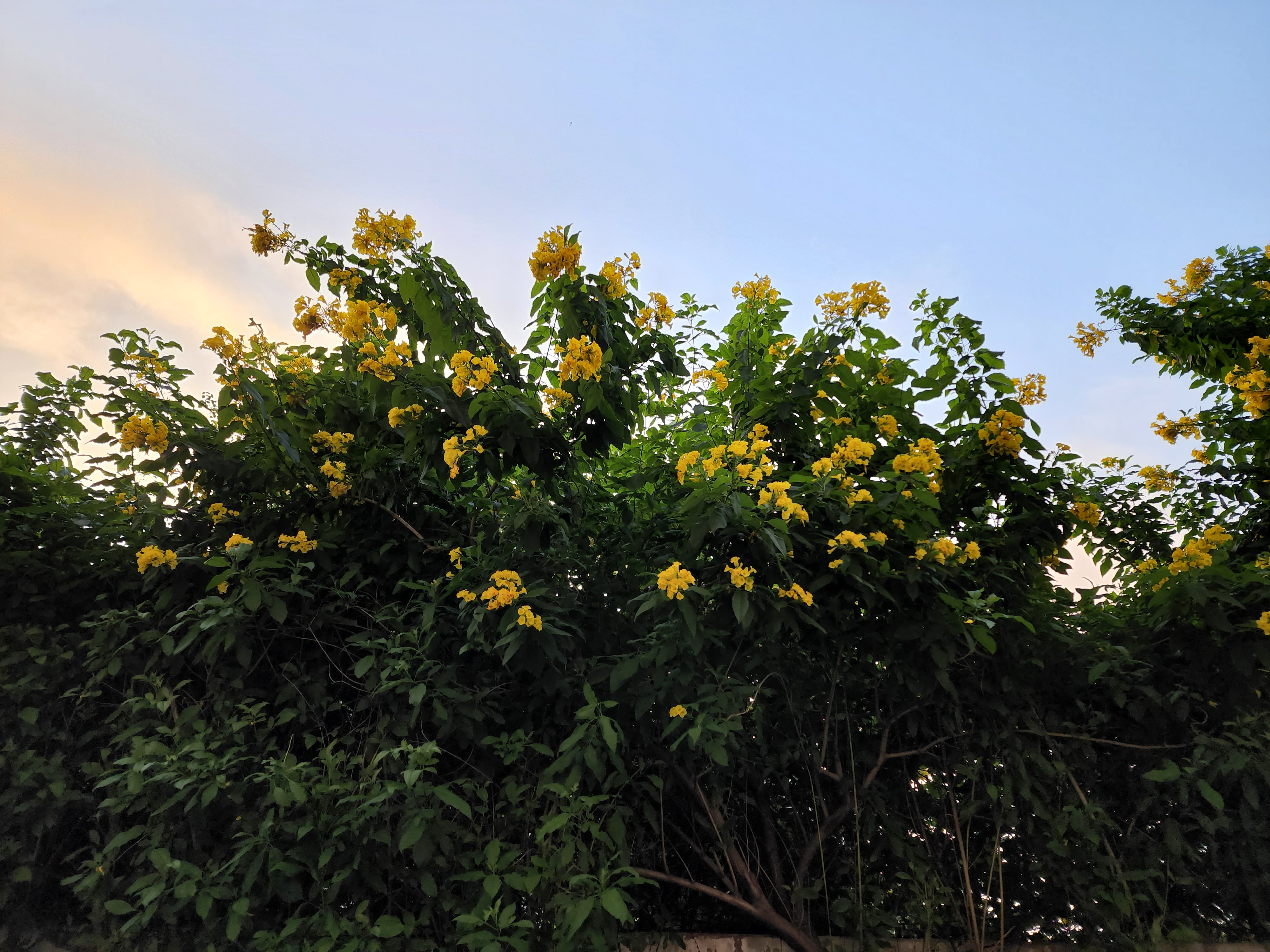 Yellow flowers in sunset.