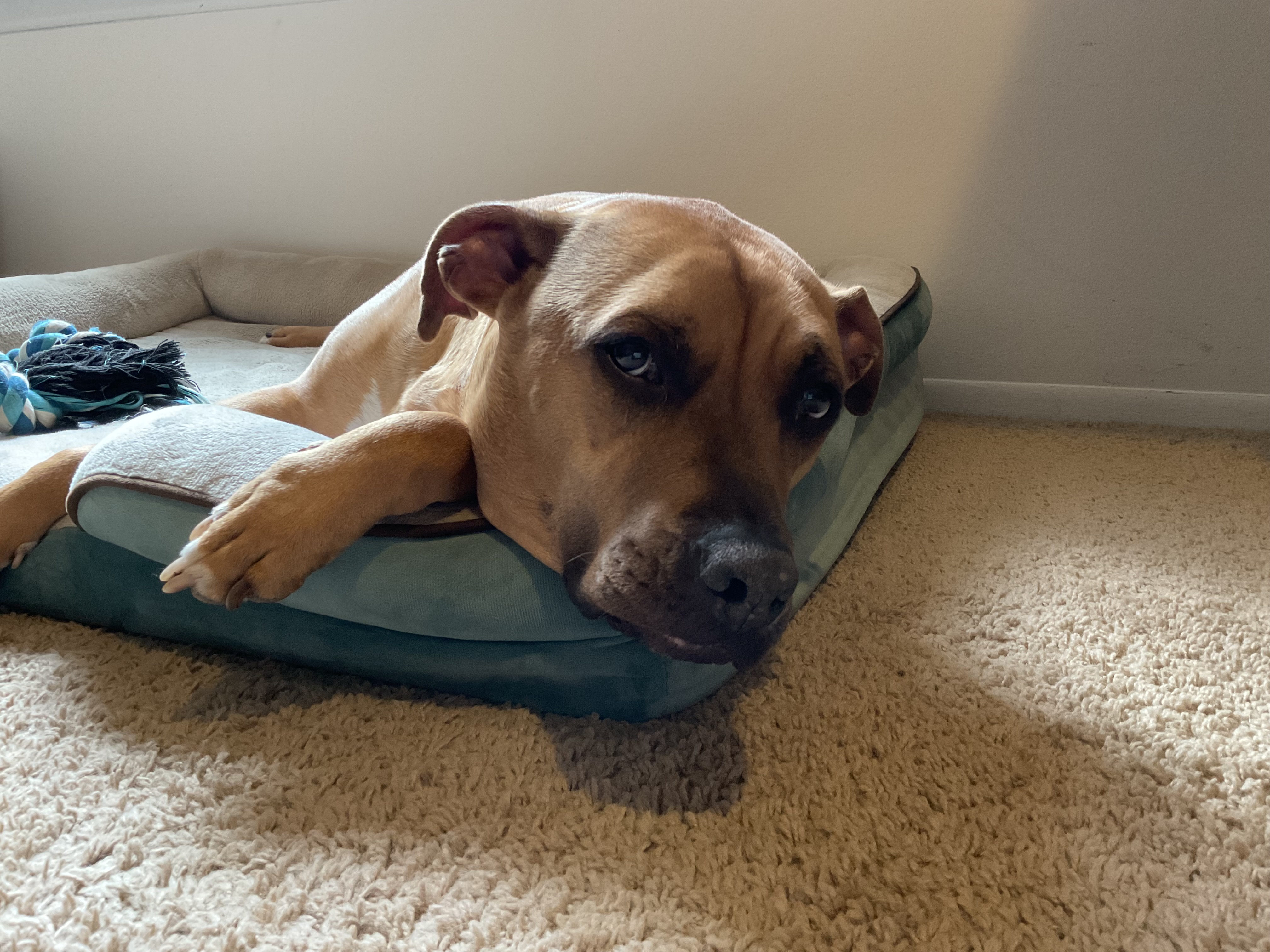 A photo of a dog laying in a dog bed, taken with the iPad (2022).