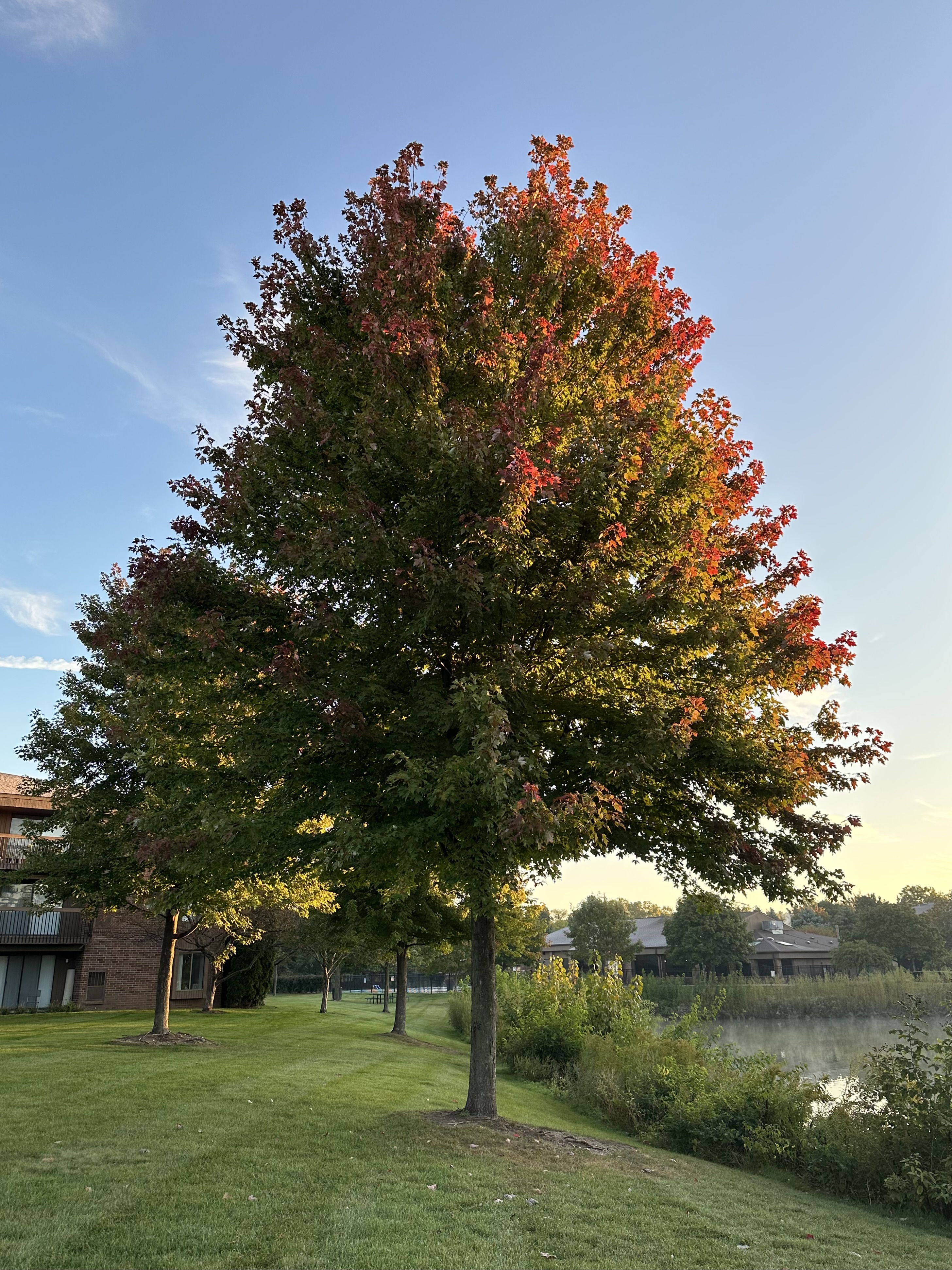 Photo of a tree with orange leaves, taken with the iPhone 14 Pro Max.