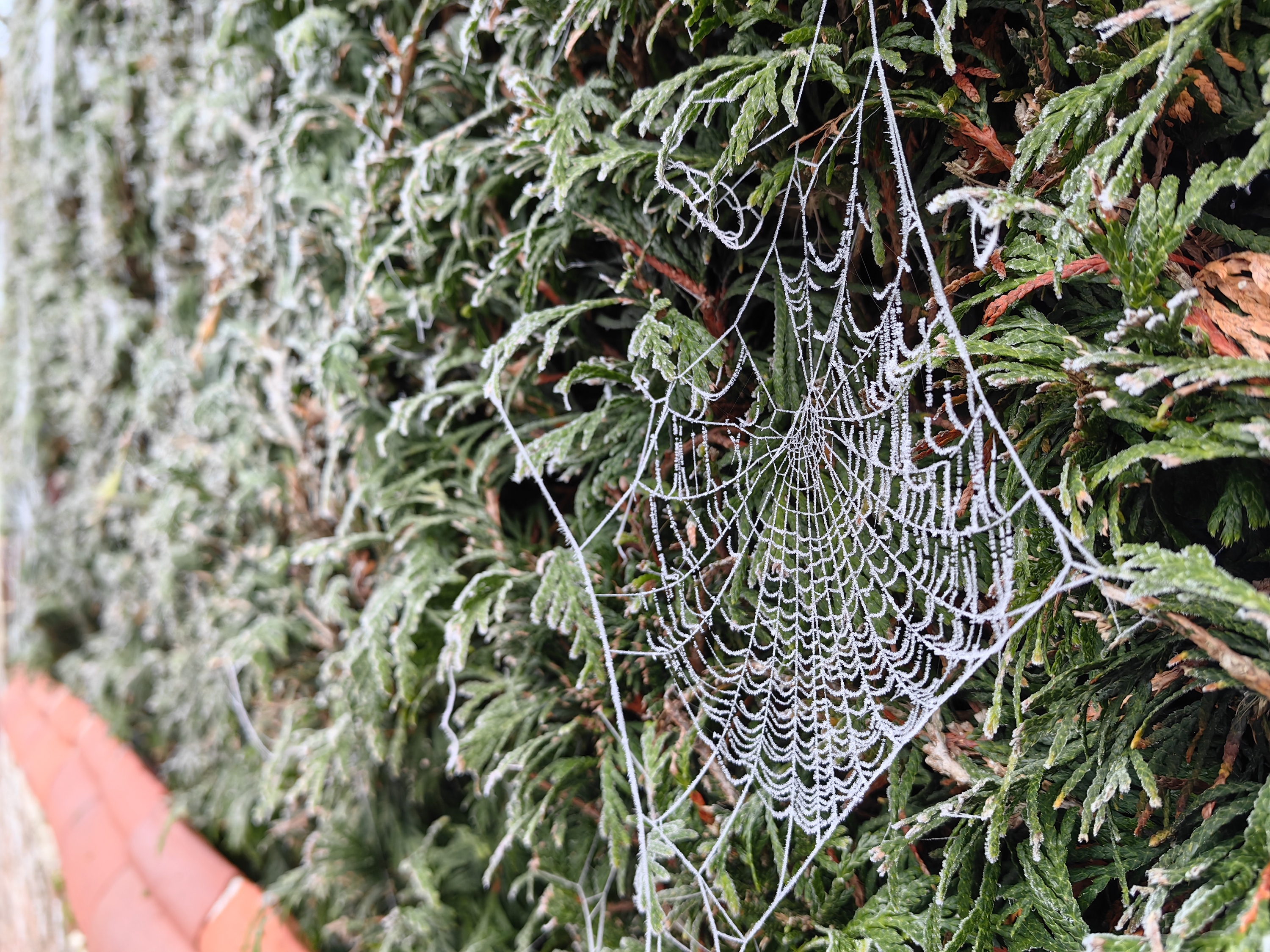 Mate 50 Pro photo of a spider's web.