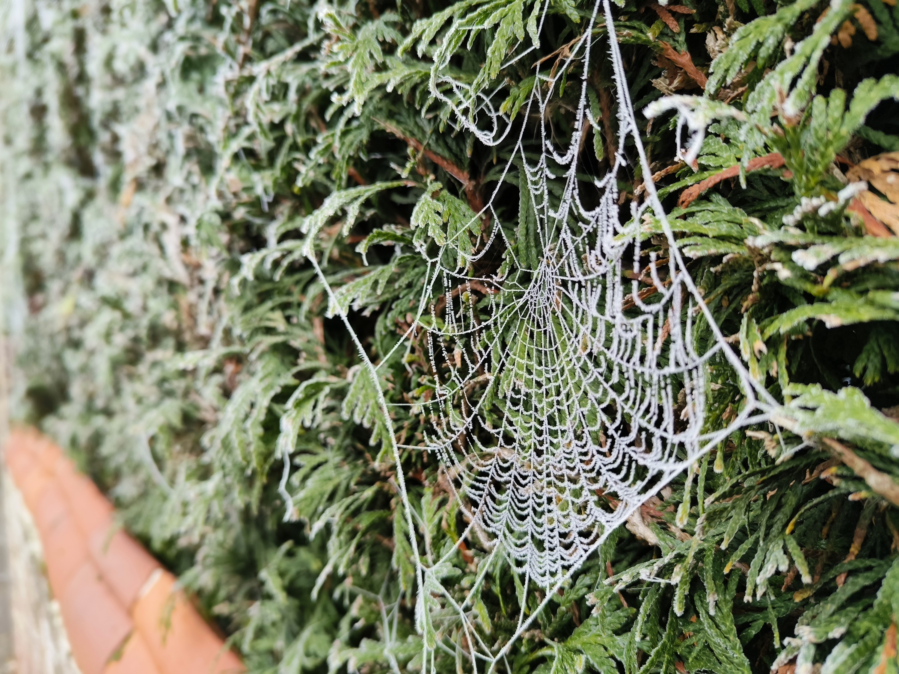 Phantom X2 Pro bokeh photo of a spider's web.