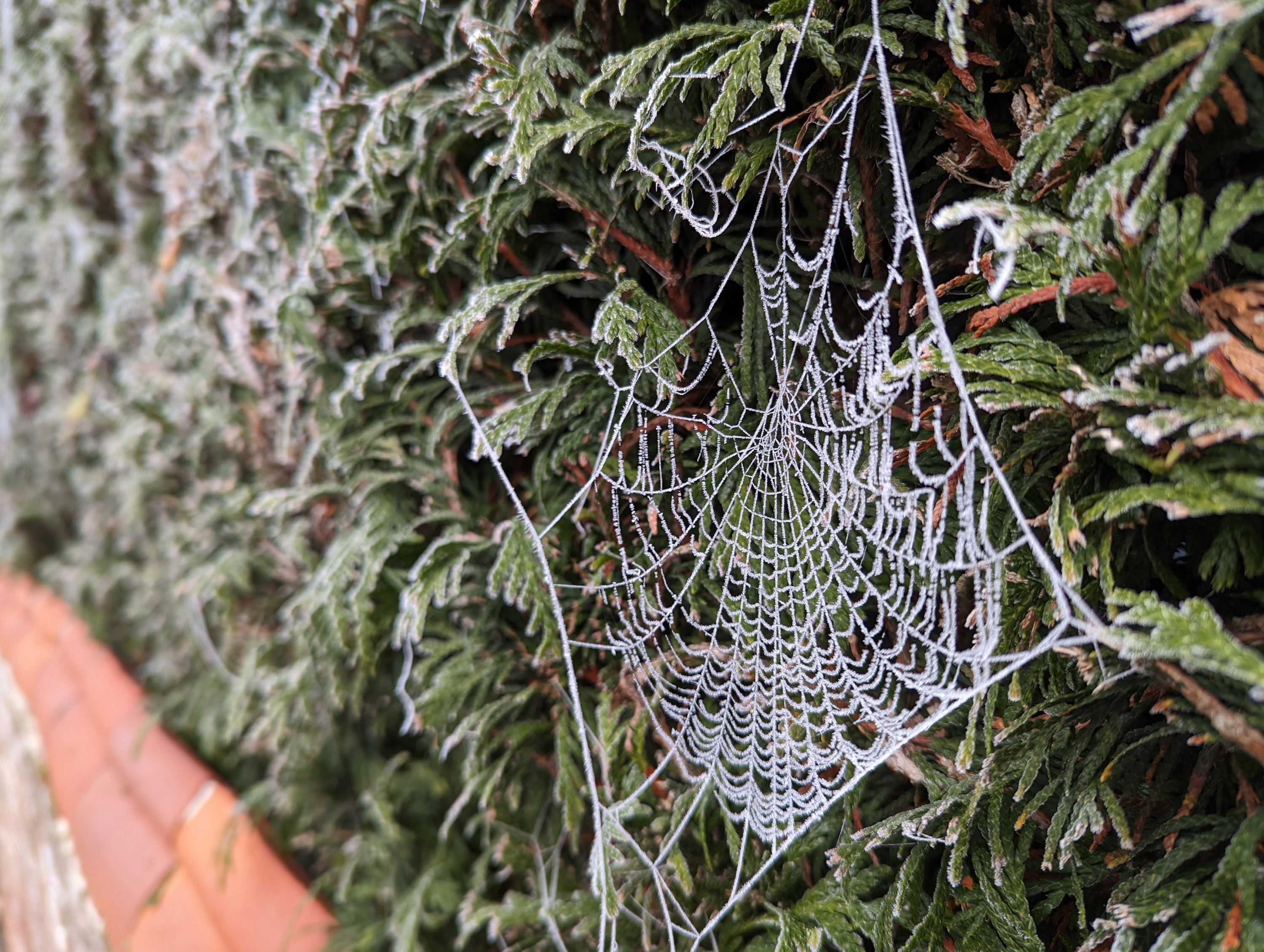 Pixel 7 Pro bokeh photo of a spider's web.